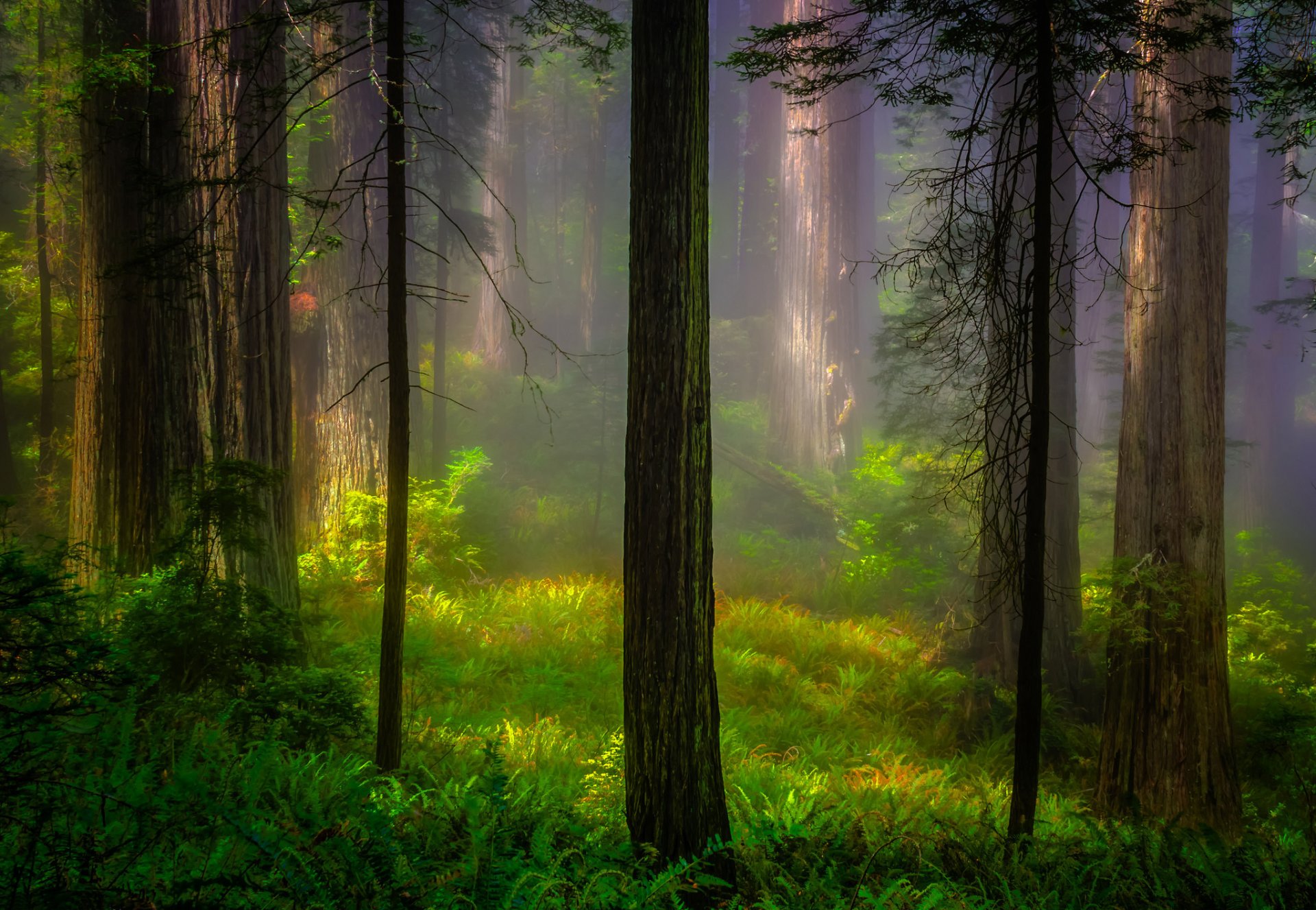 usa kalifornia park narodowy redwood las drzewa światło poranek natura