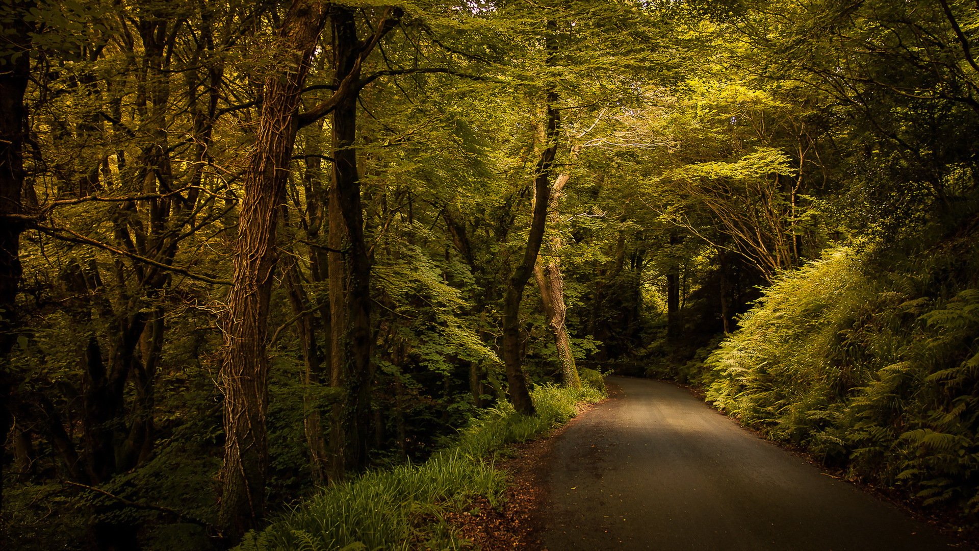 road forest nature