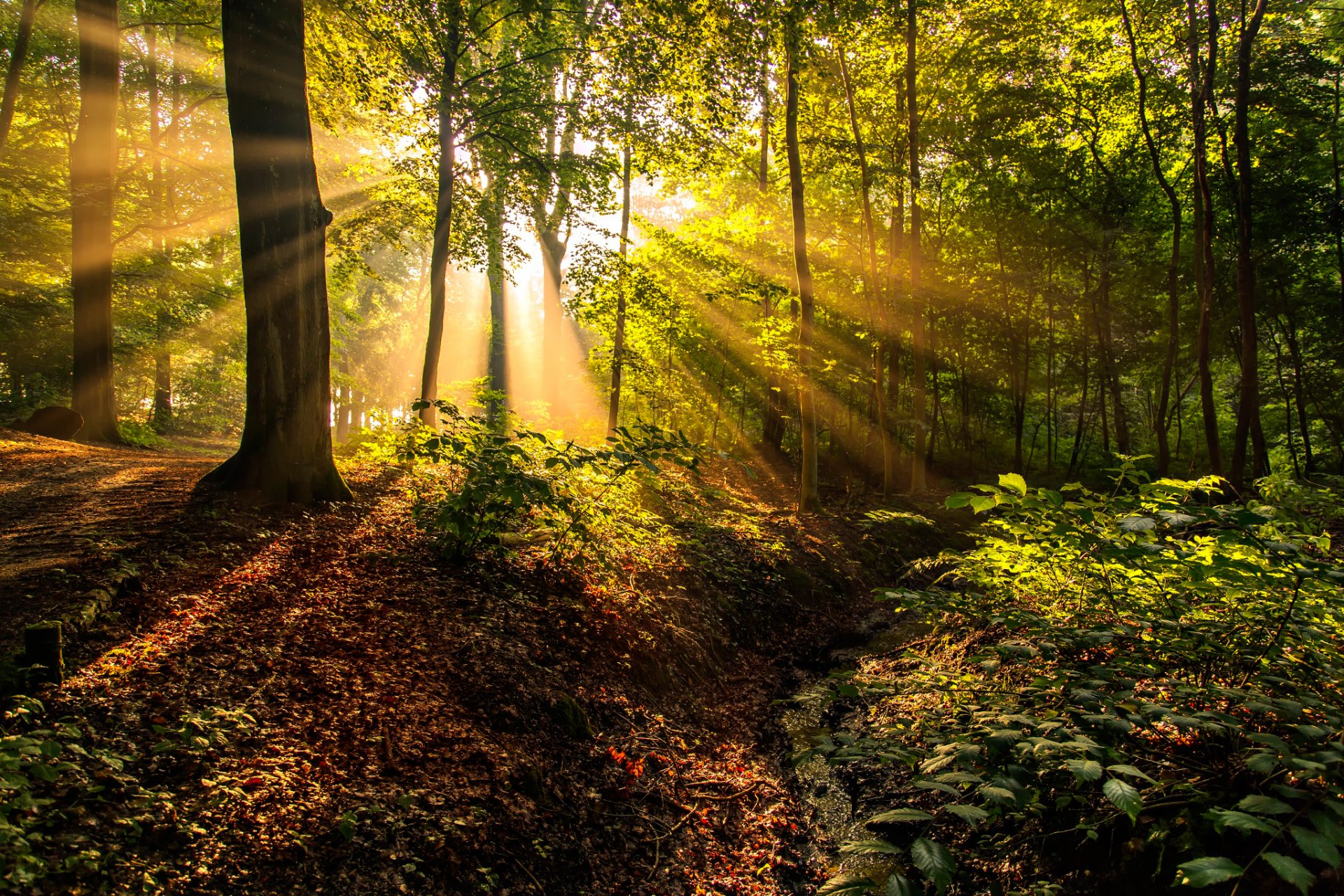 forêt soleil rayons