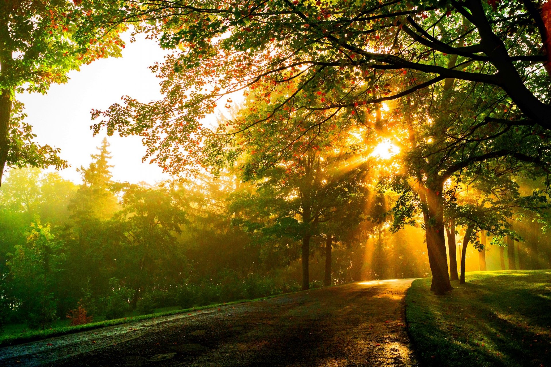 natur sonnenuntergang wald park bäume blätter bunt straße herbst herbst farben zu fuß