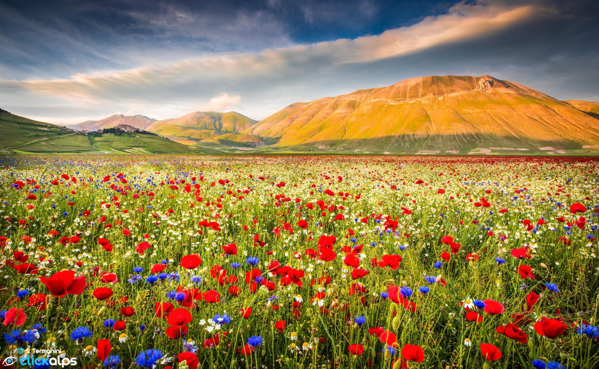 montaña naturaleza campo flores amapolas