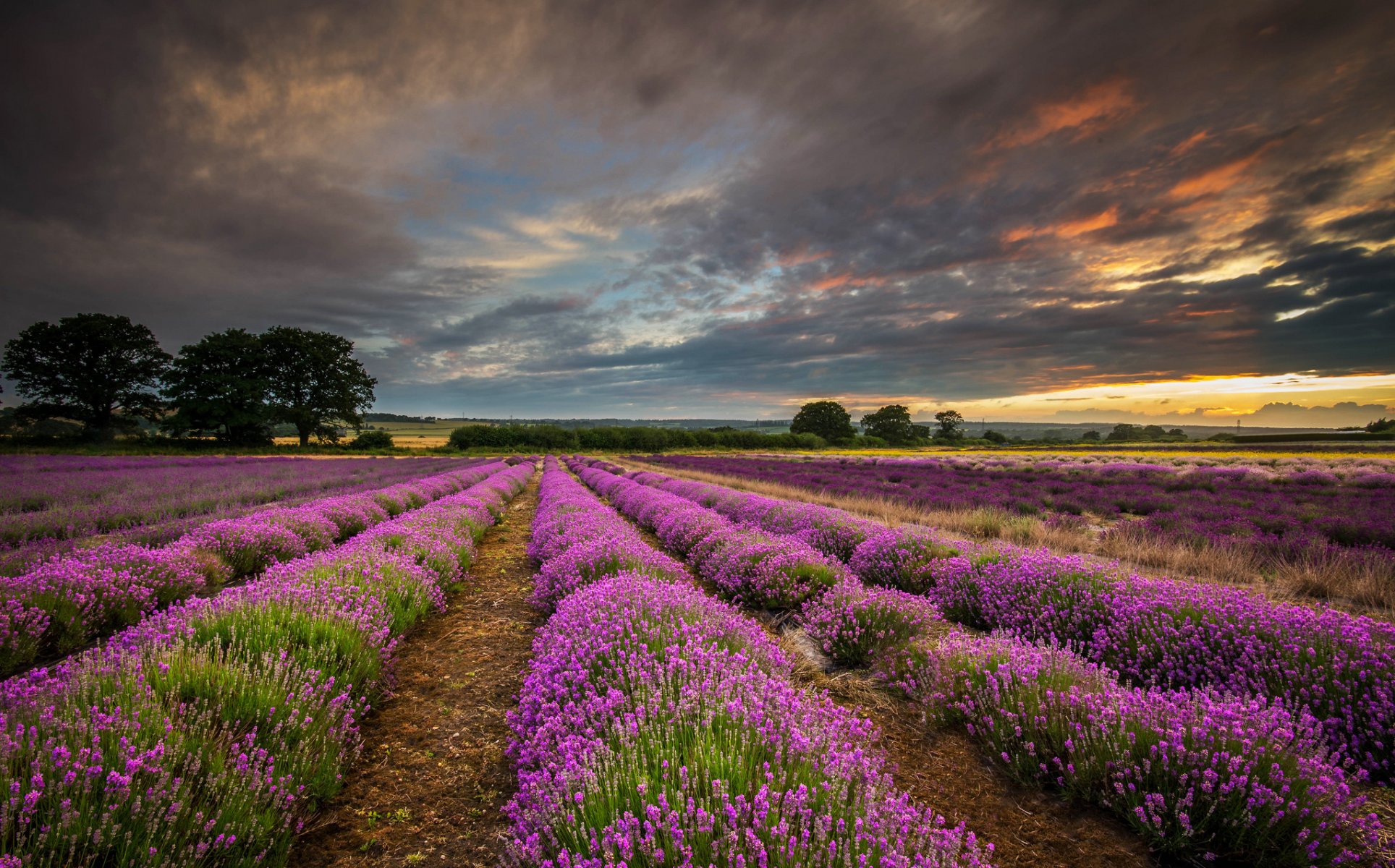 angleterre royaume-uni hampshire champ lavande nuages coucher de soleil nature