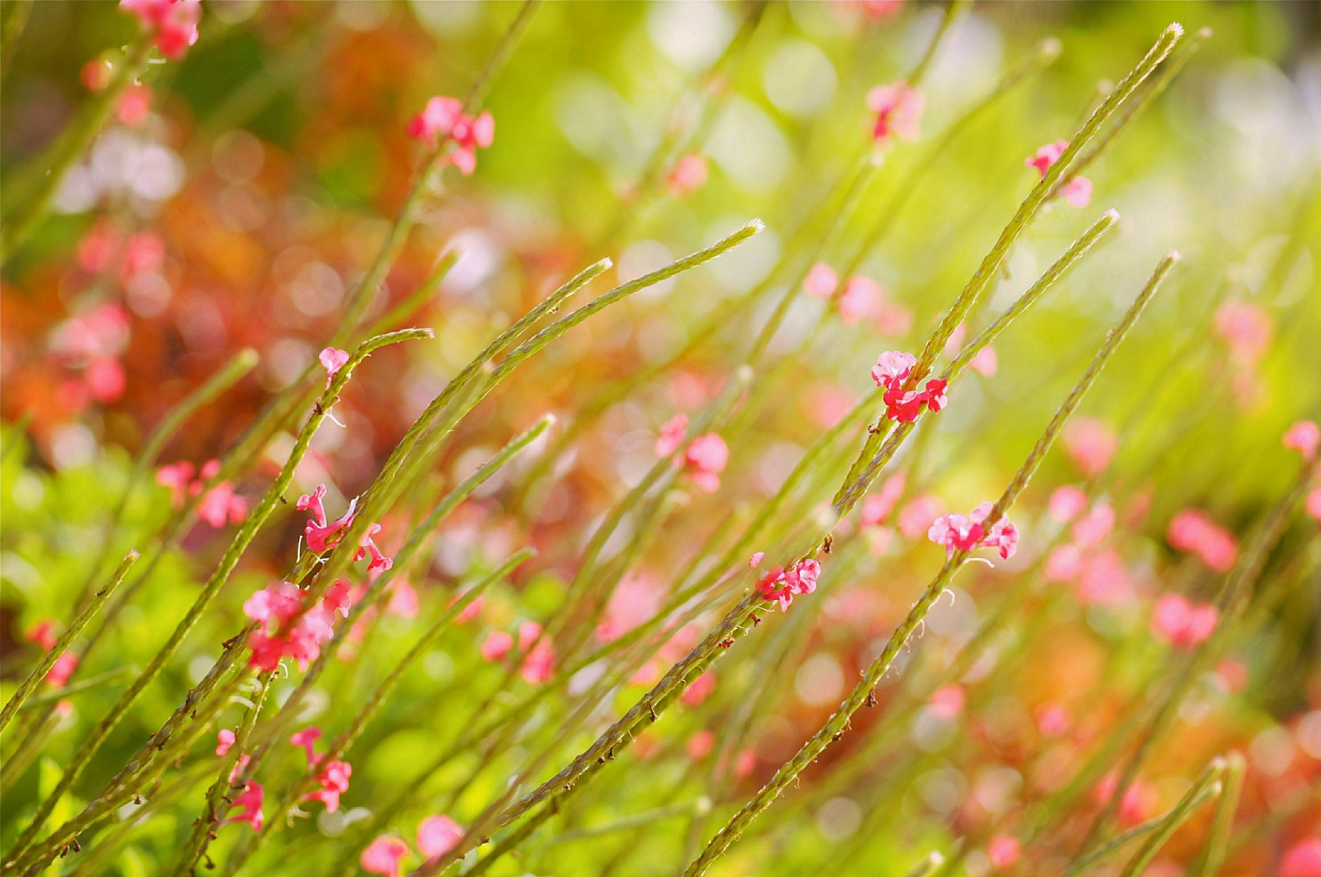 ummer the field flower pink reflections blur