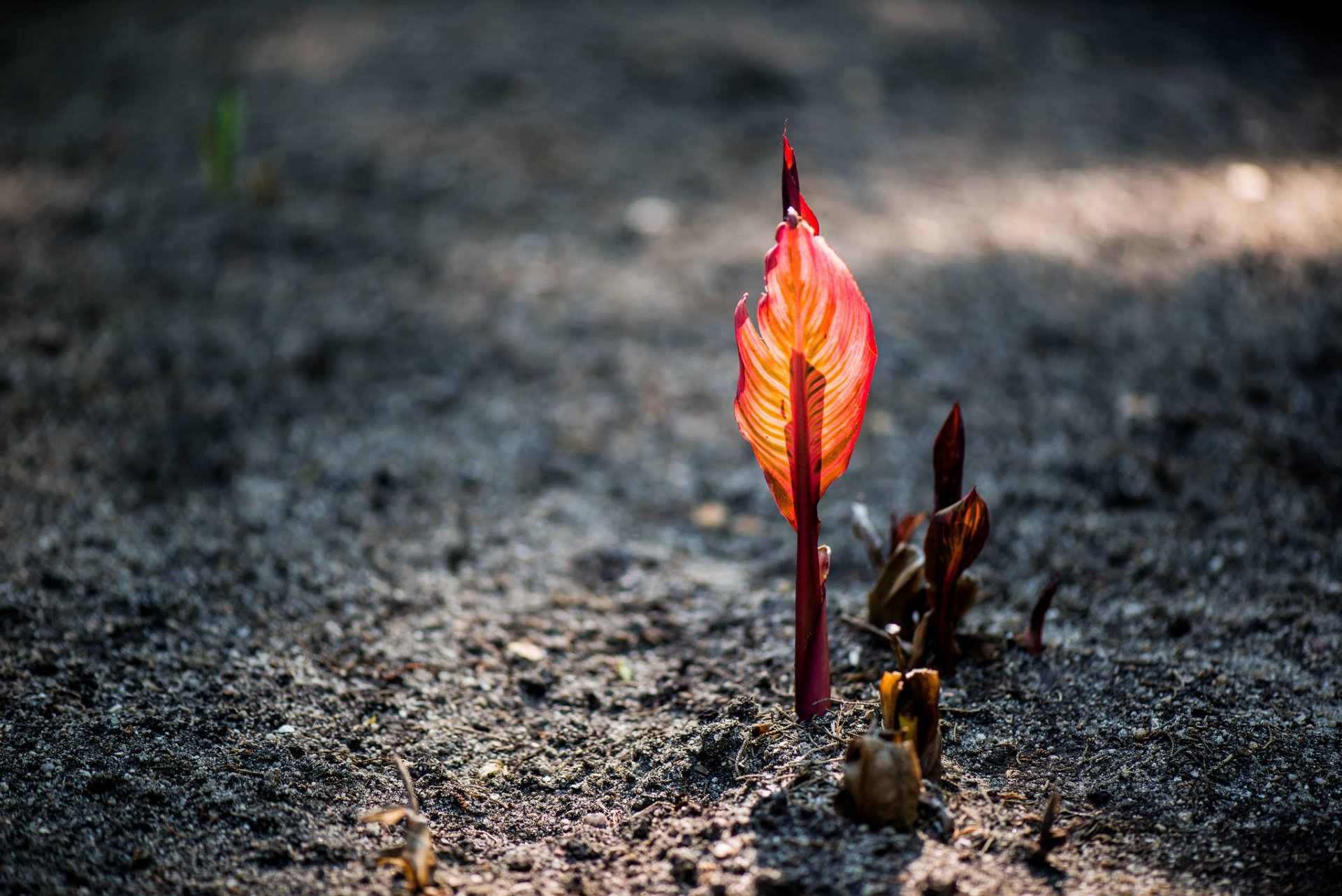 plante pousse feuille rouge bokeh