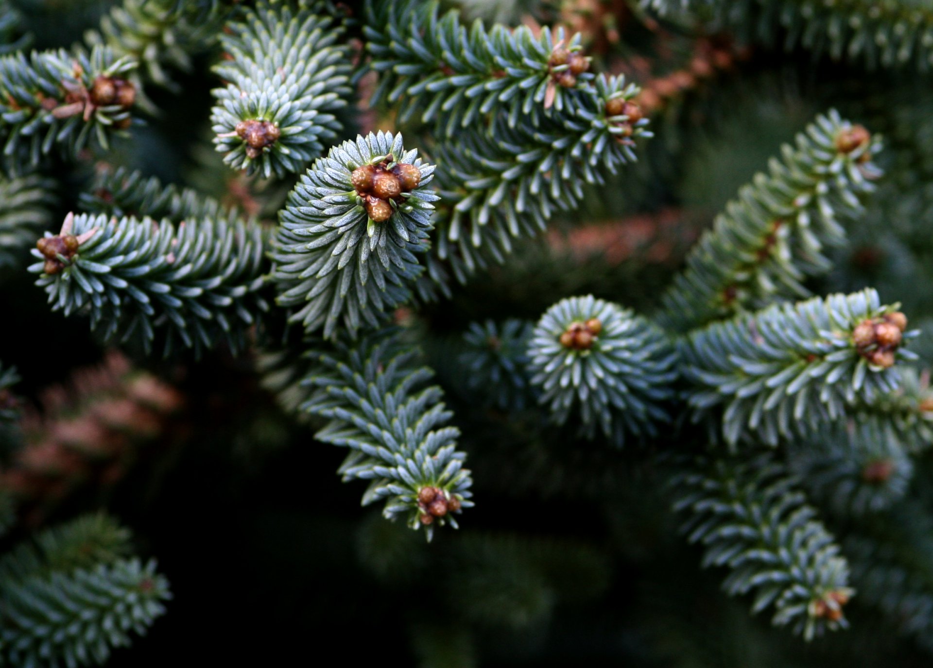 nature sapin branche arbres aiguilles aiguilles