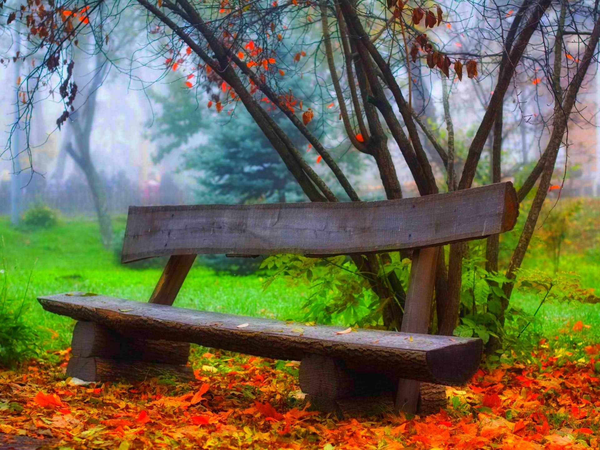 feuilles arbres forêt parc herbe route couleurs automne marche hdr nature banc banc