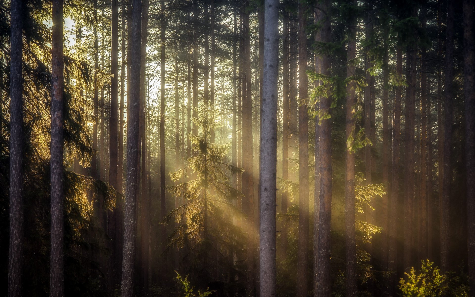 forêt matin lumière nature