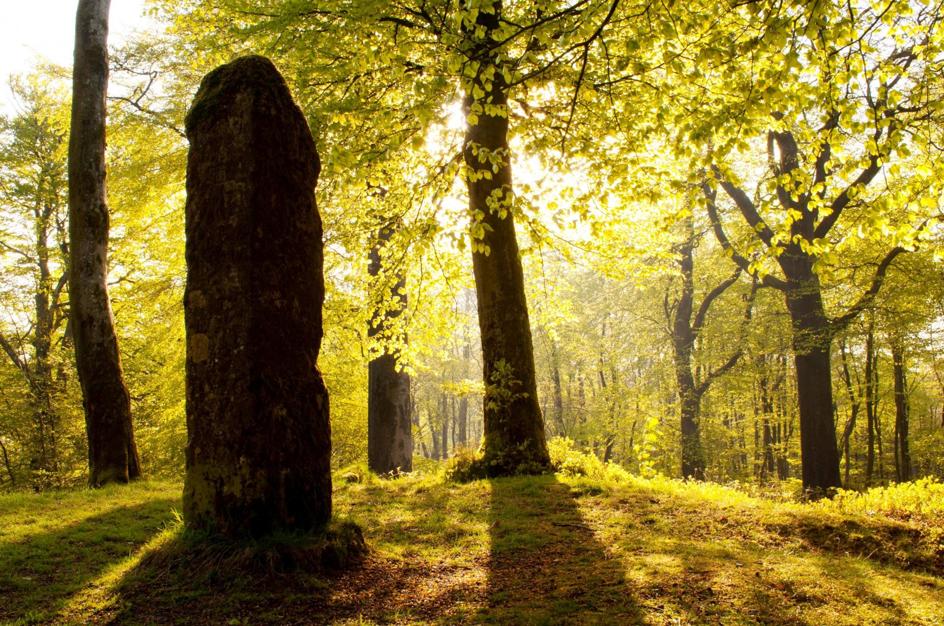 post stone tree forest sun light beacon hill somerset england