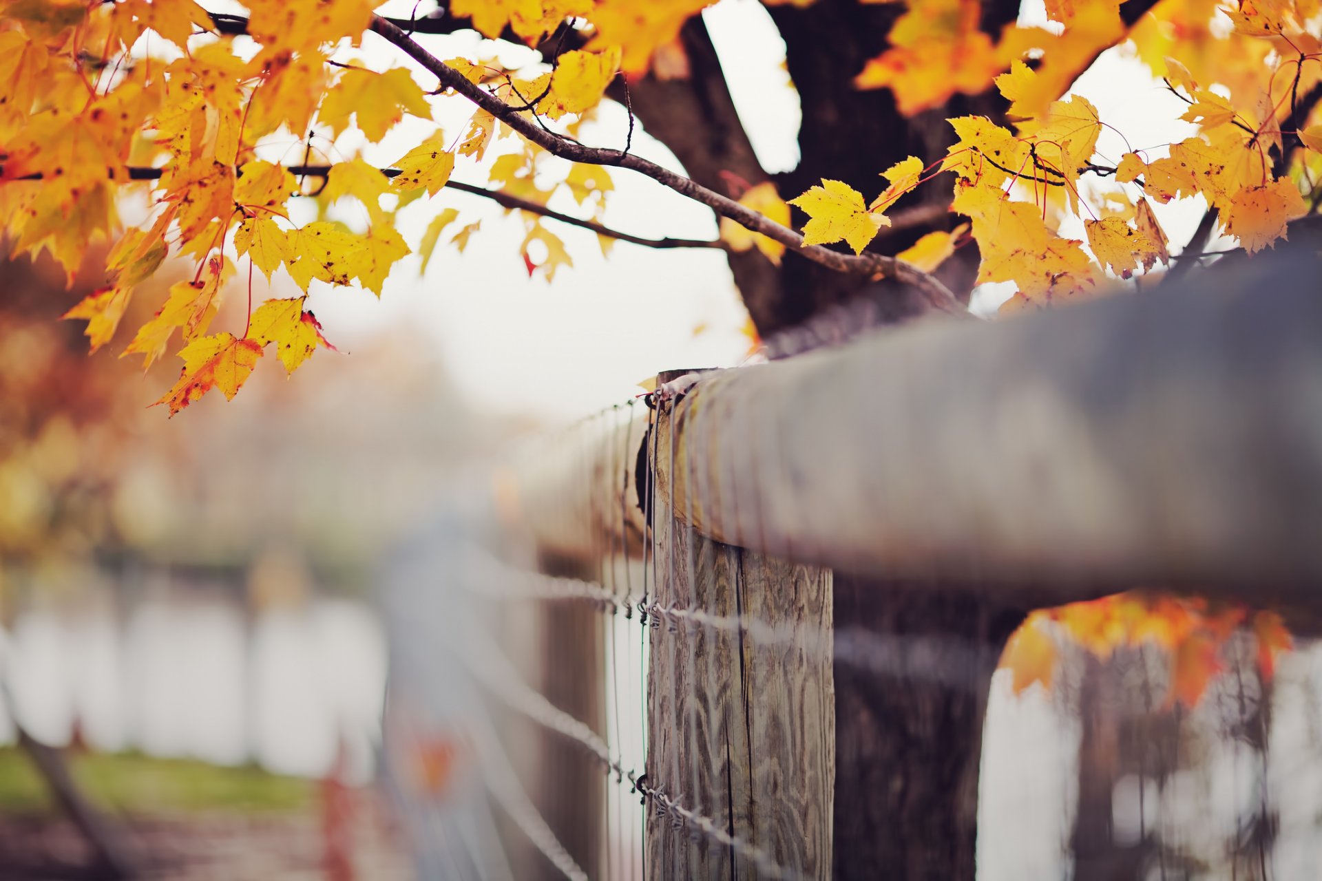 otoño septiembre hojas