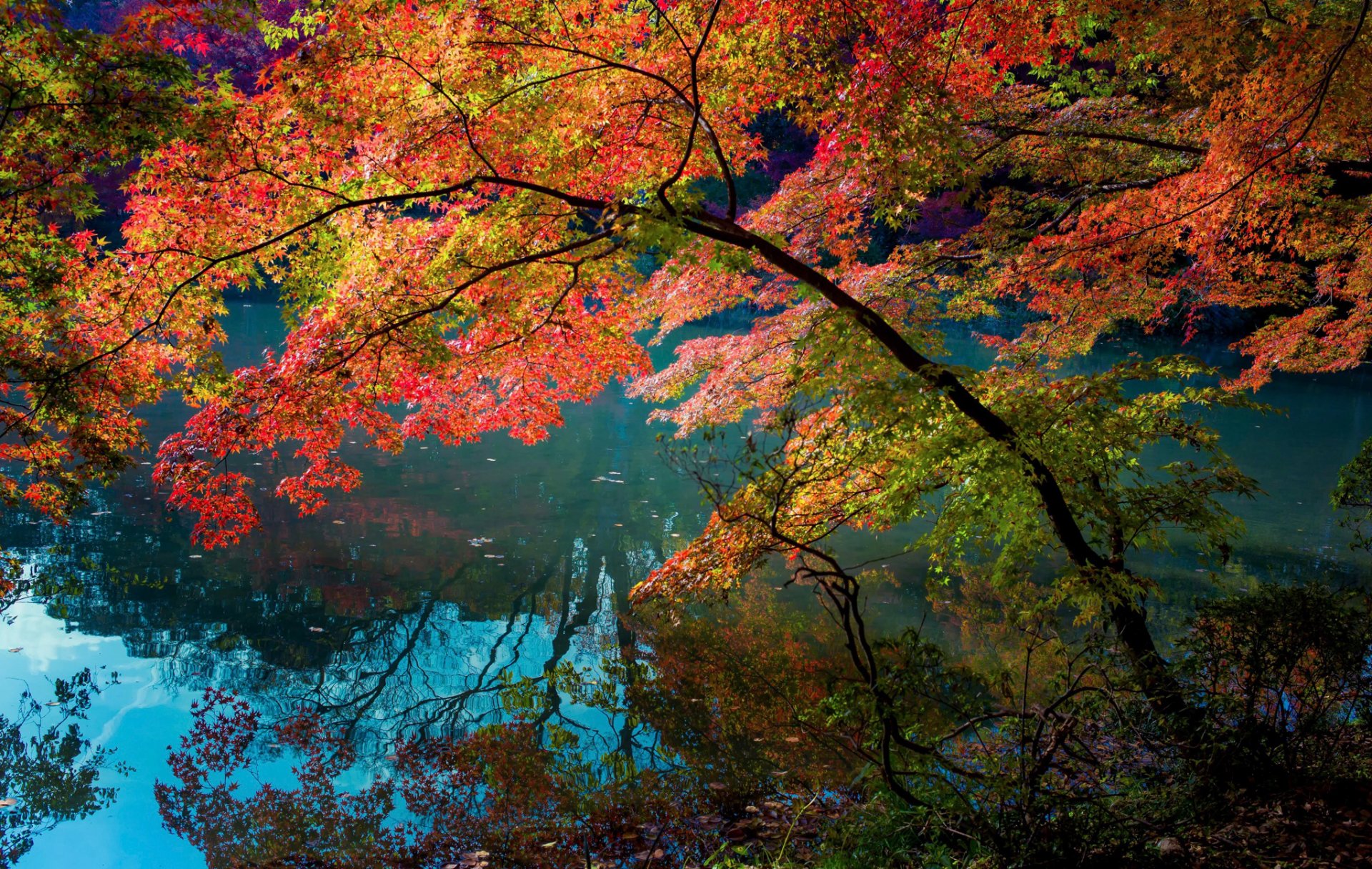 fluss reflexion bäume blätter farben