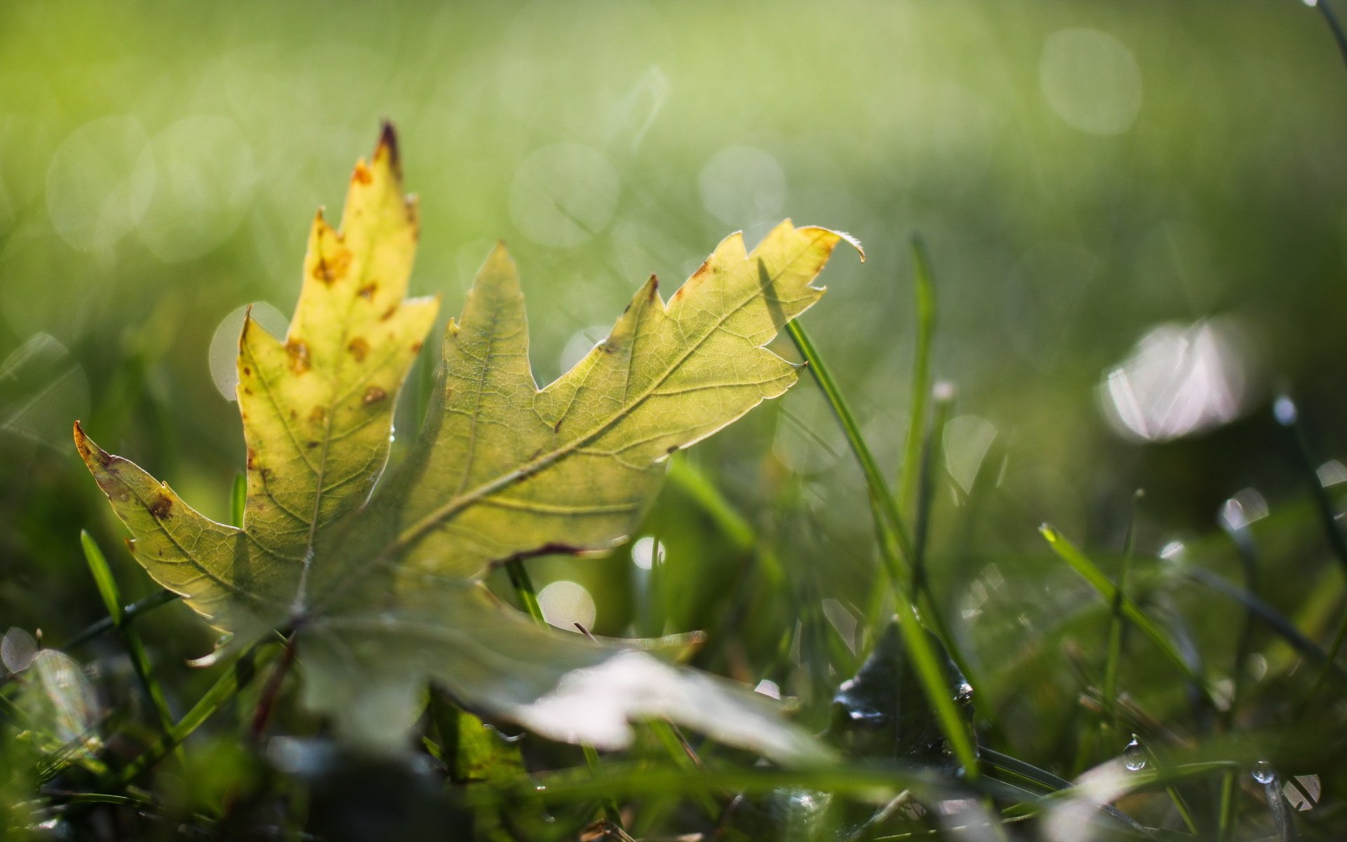 grass drops rosa sheet reflection