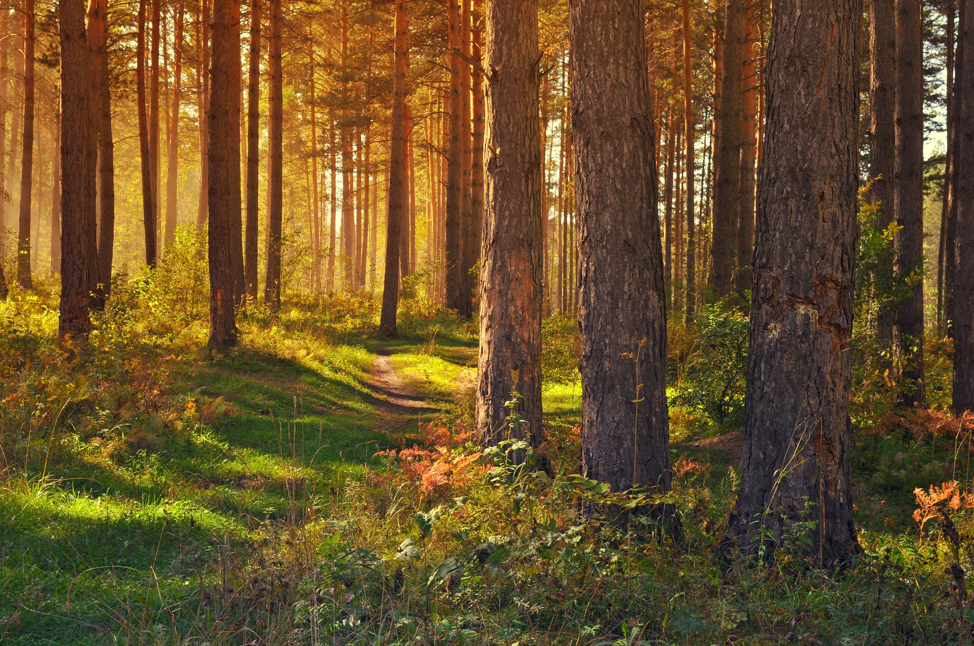 luce foresta alberi erba sentiero sentiero