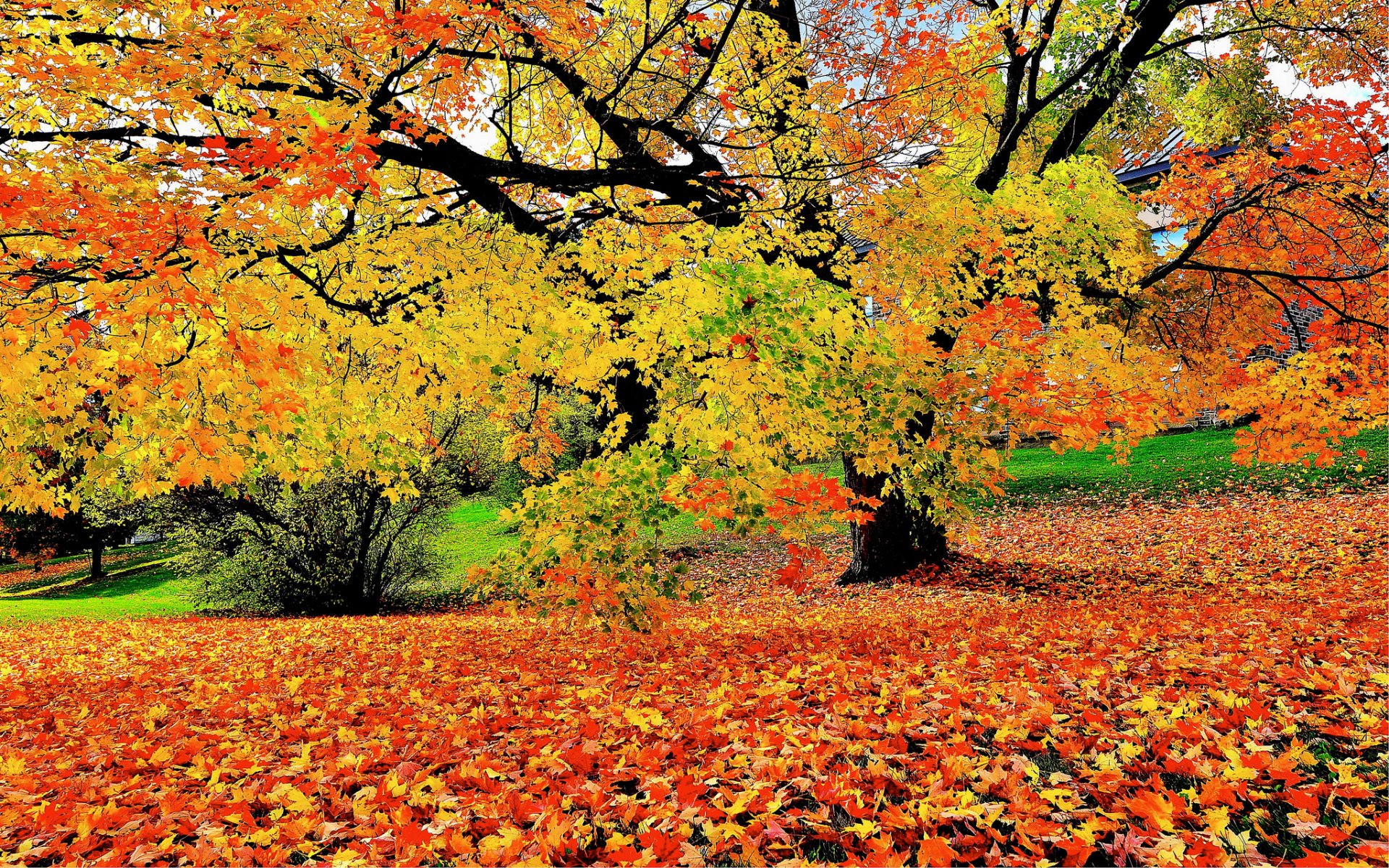 otoño principios árboles follaje caída color