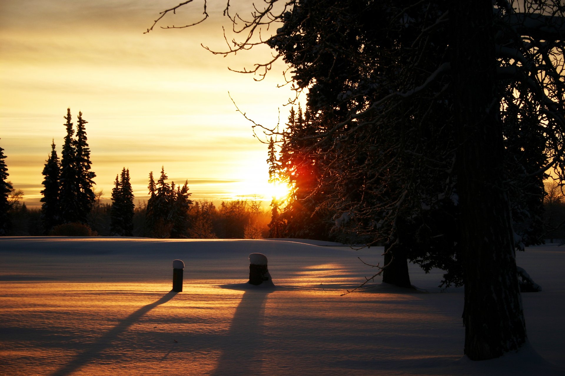 foresta inverno rami sole neve canapa alberi sera tramonto