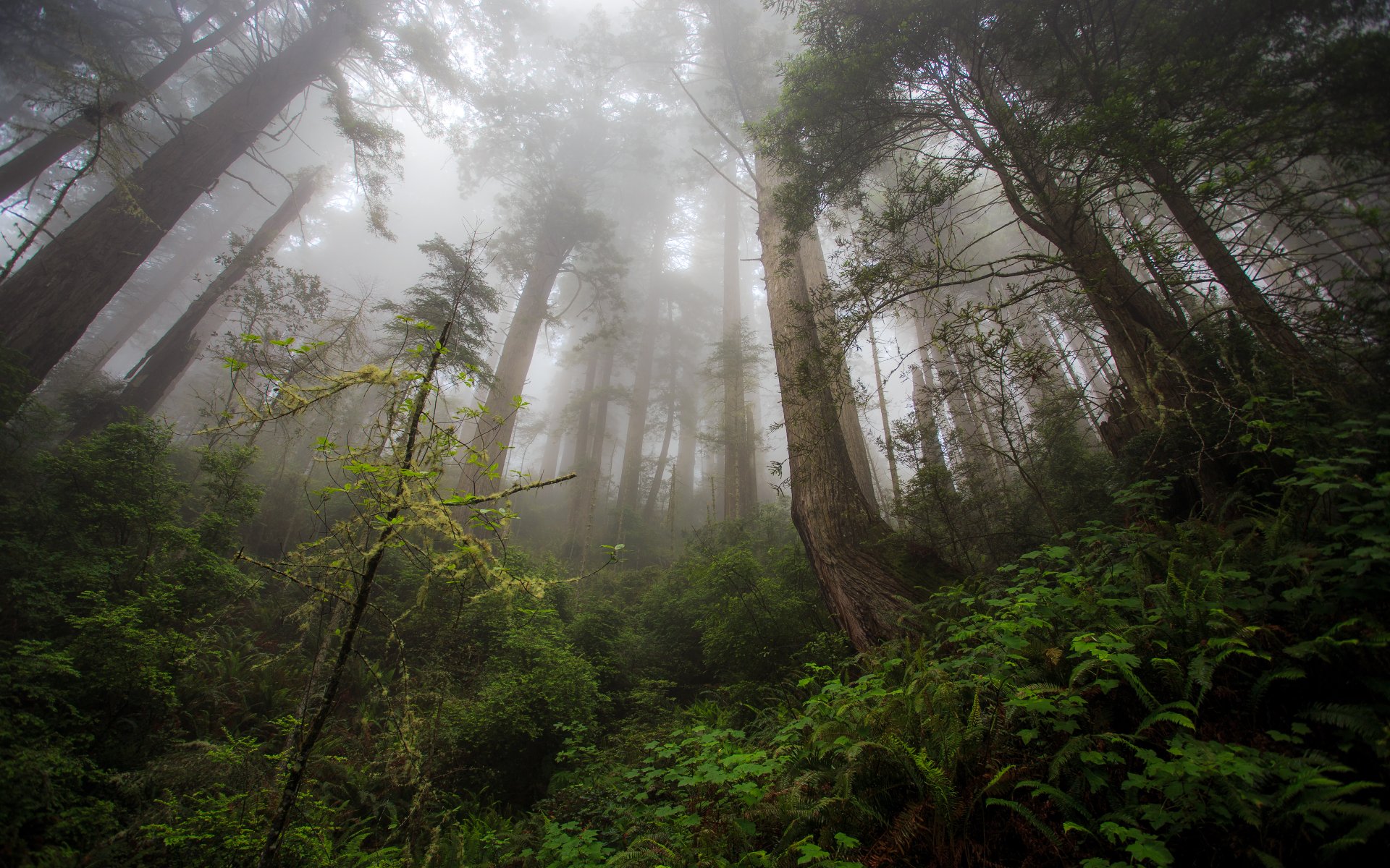 malédiction creek trail californie du nord redwood paradise forêt arbres arbres de noël