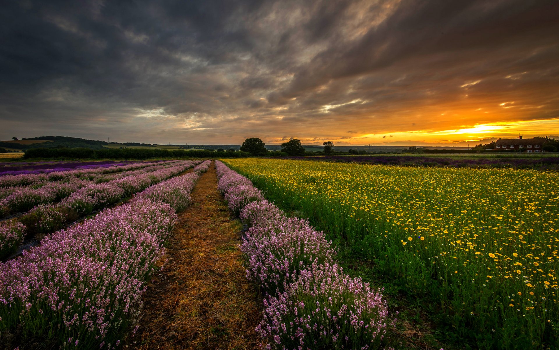 anglia wielka brytania hampshire pole kwiaty lawenda wieczór zachód słońca natura