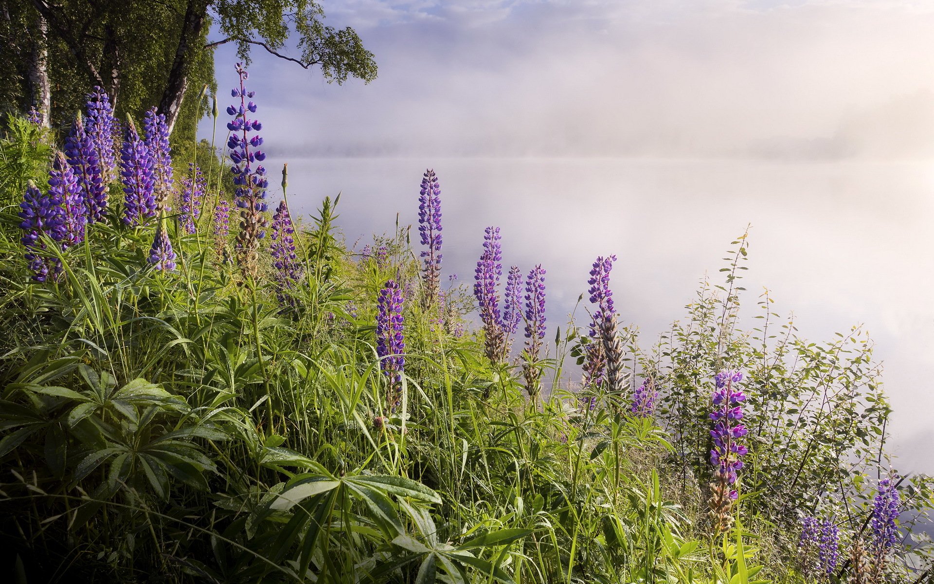 lac brouillard fleurs nature paysage