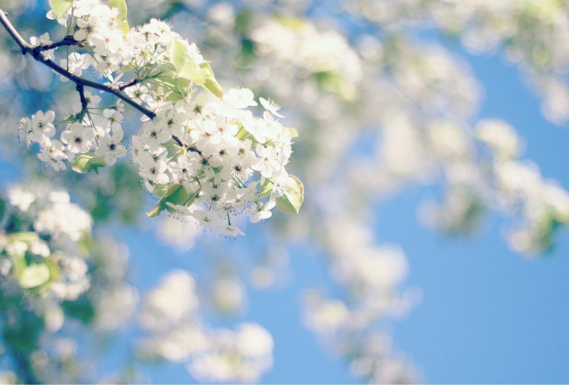 printemps arbre fleurs floraison ciel