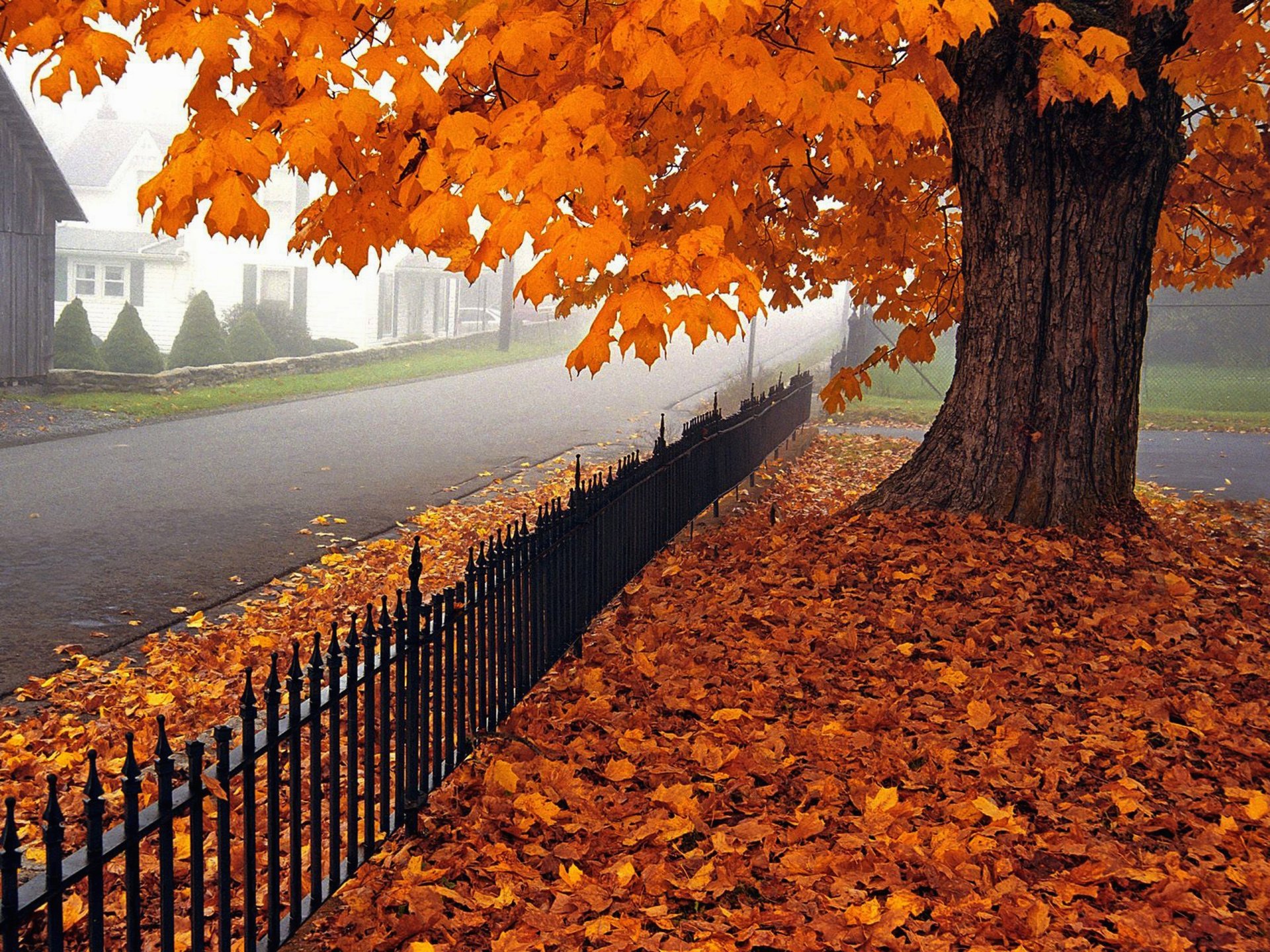 nature leaves tree autumn villa house architecture trees vila scenery