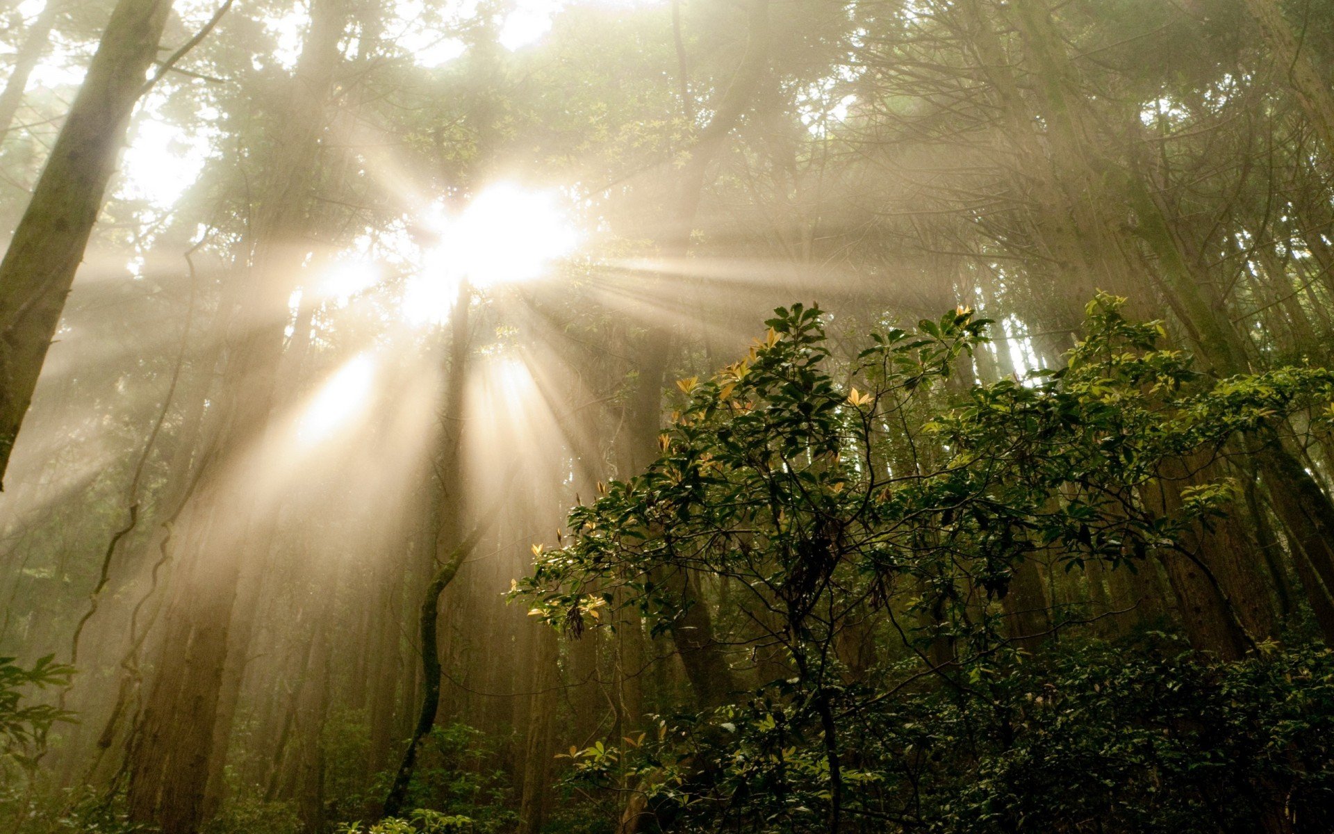 estate foresta mattina alberi cespugli nebbia raggi natura foto