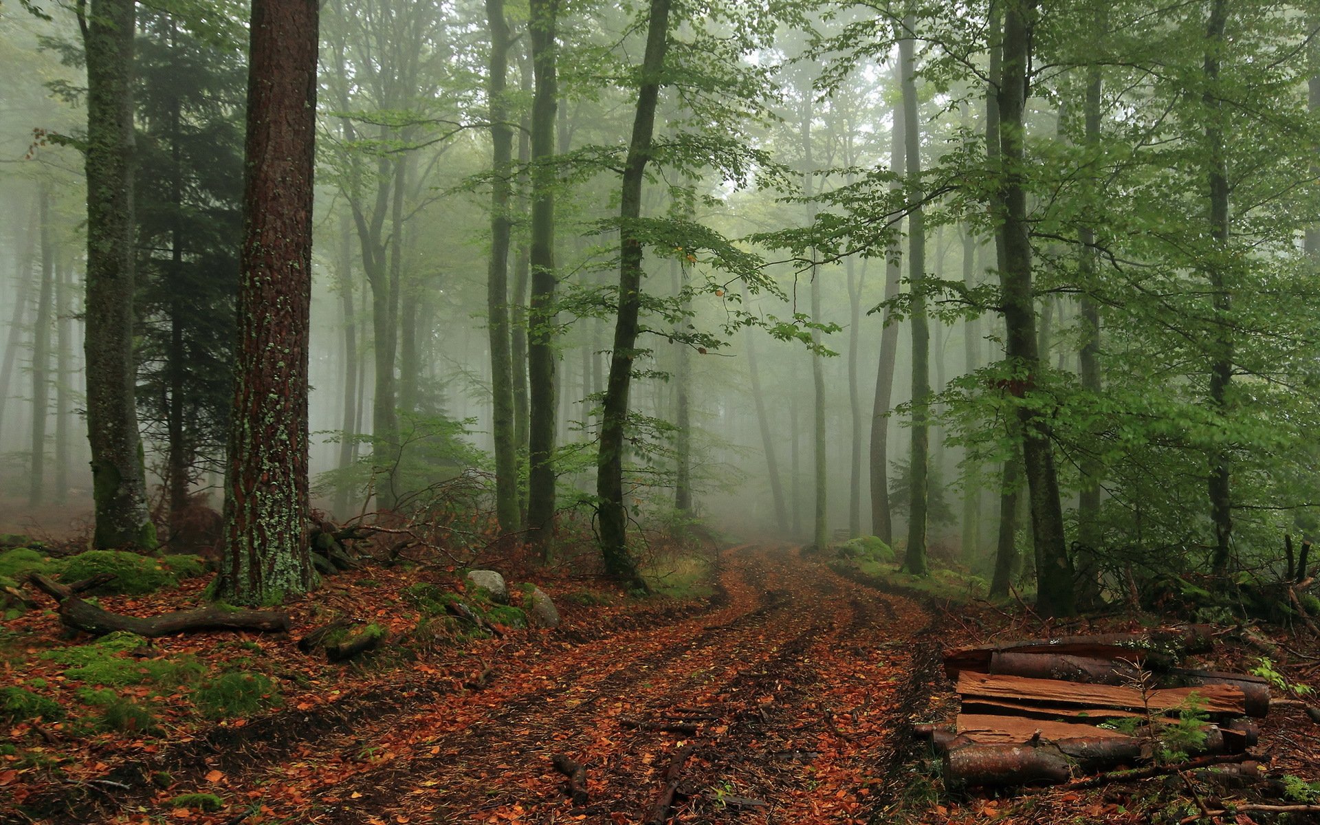 bosque niebla naturaleza