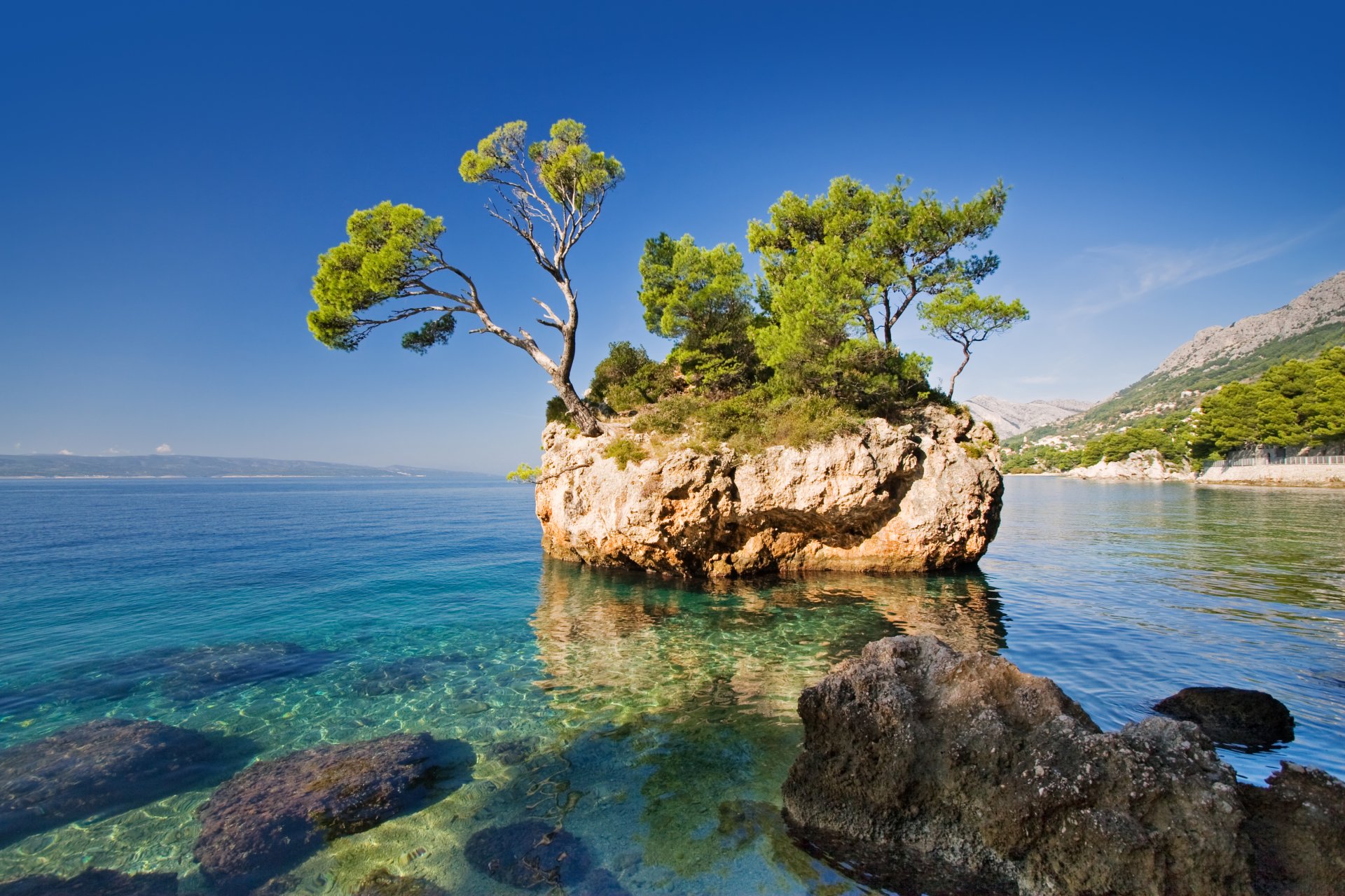 natur meer rock baum rock