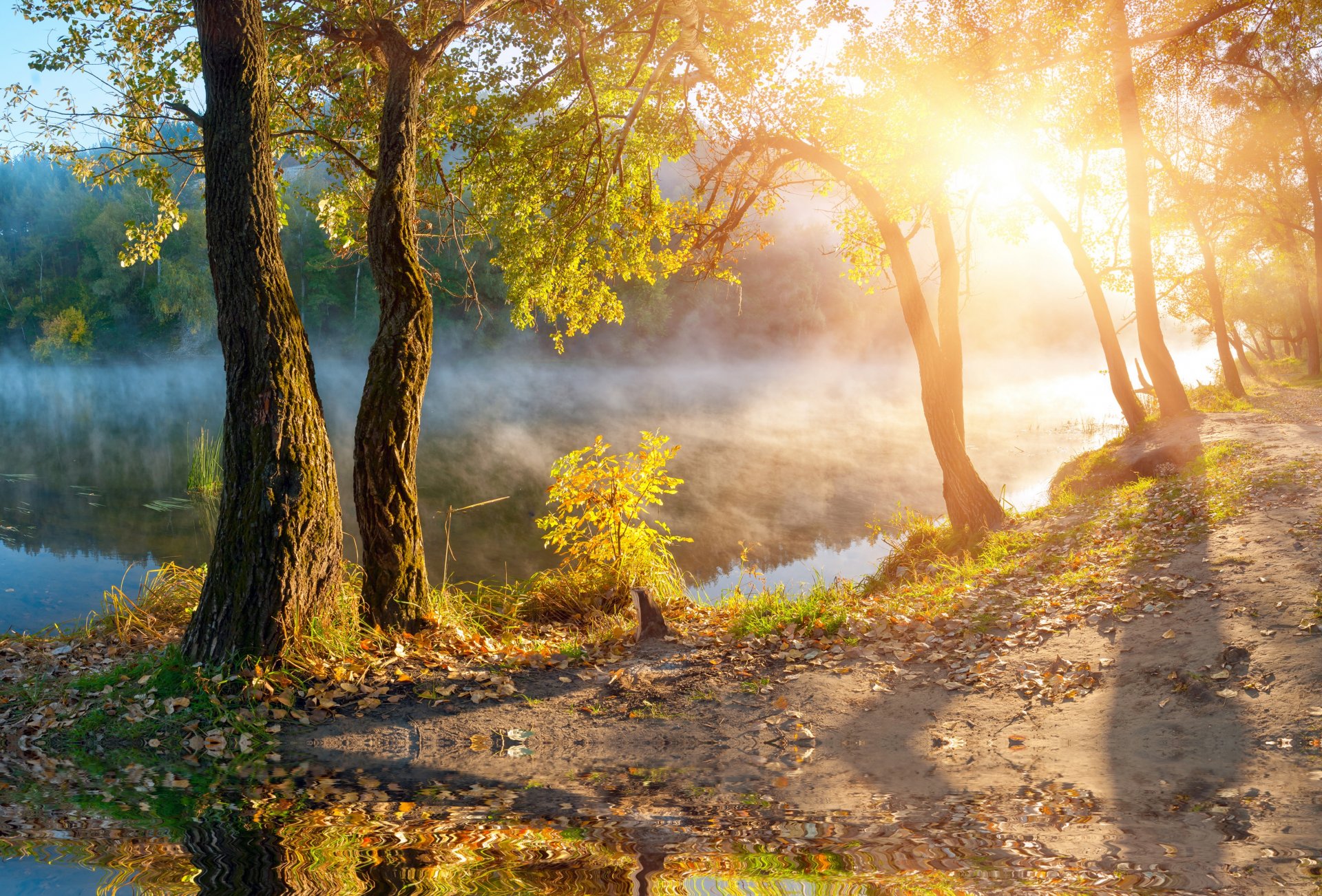 autumn tree fog lake sun