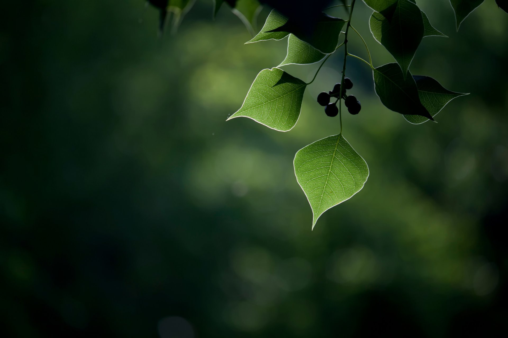 foglie bacche frutti macro bokeh