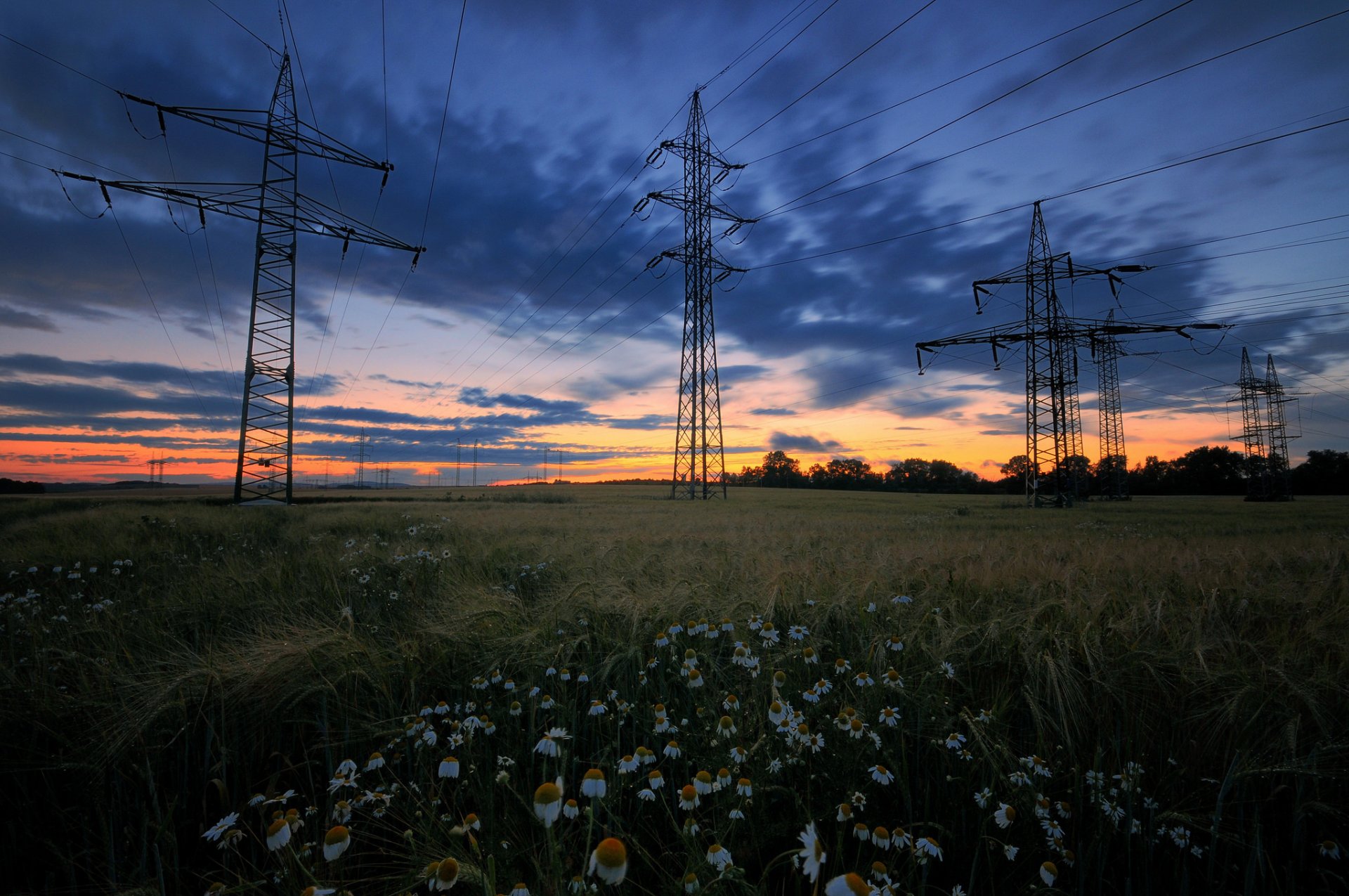 polana pole lato trawa drzewa kwiaty stokrotki linia energetyczna wieczór zachód słońca niebo chmury