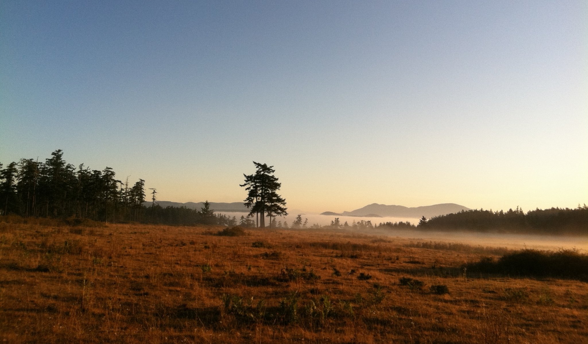 matin montagne brouillard lac nature brouillard avec prairie et arbre matin