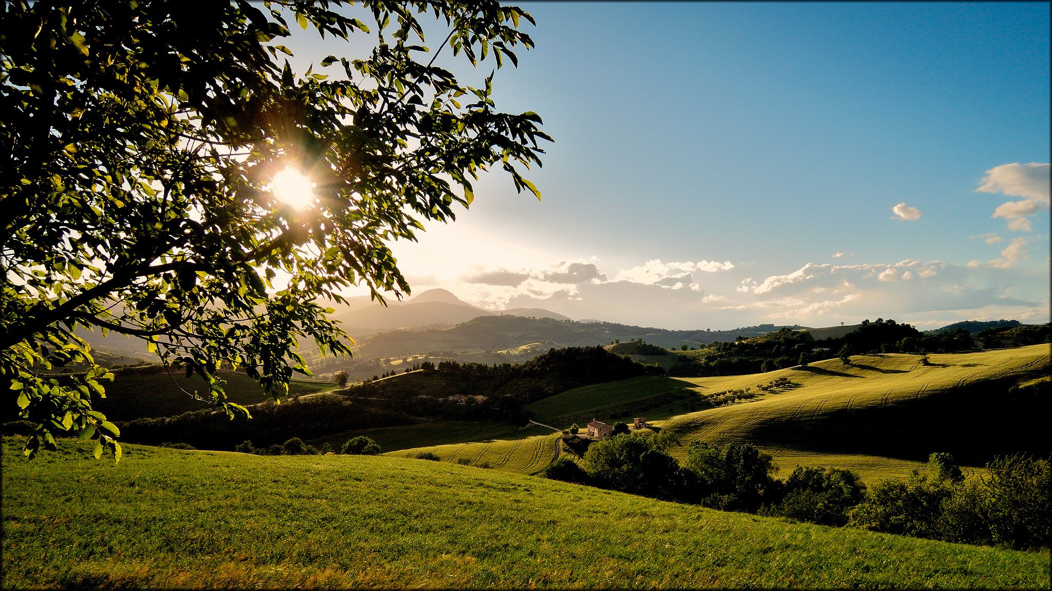 collines champs arbre branches soleil