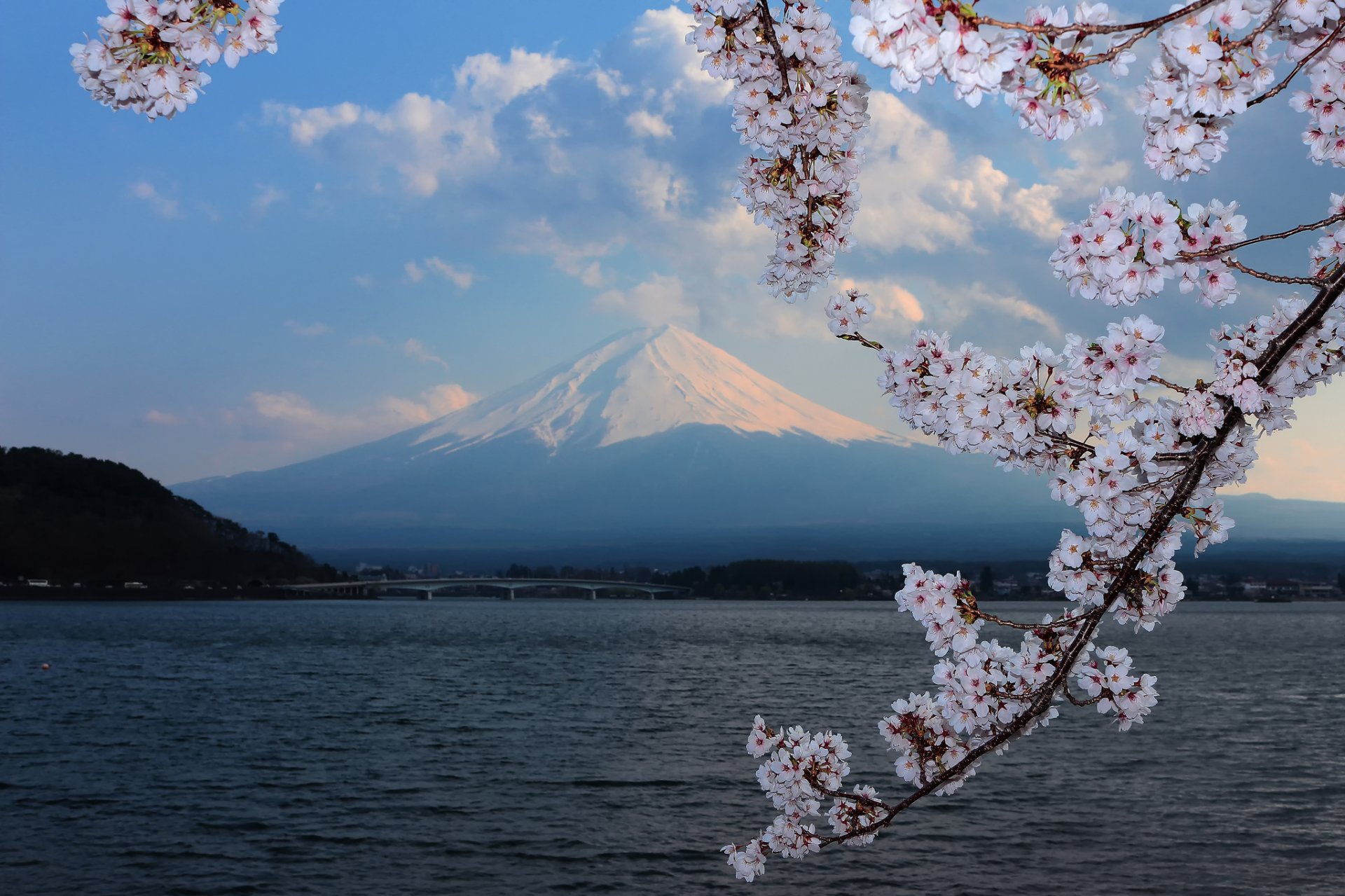 sakura blüte hintergrund berg fuji