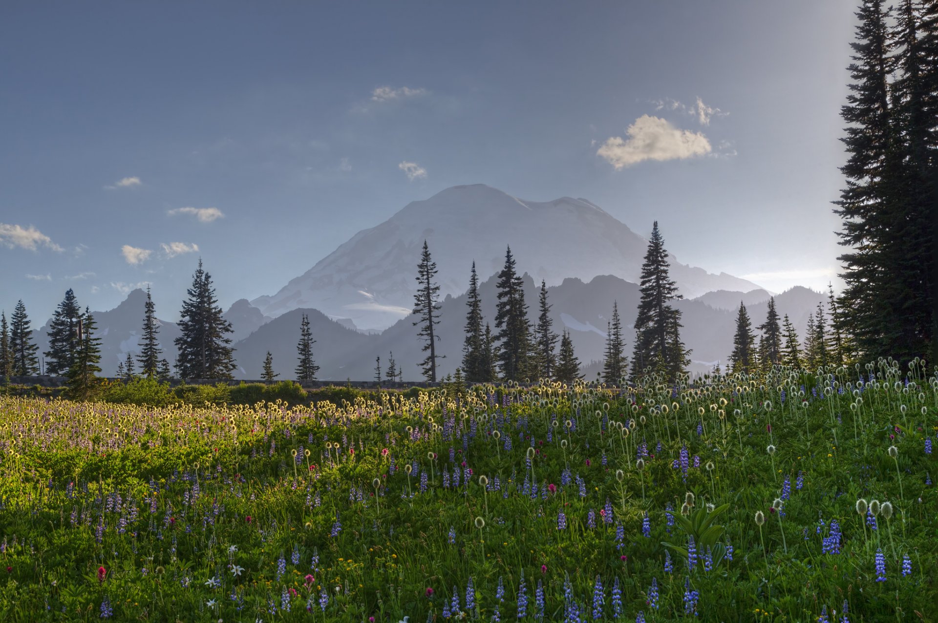 natura montagne paesaggio radura fiori foresta