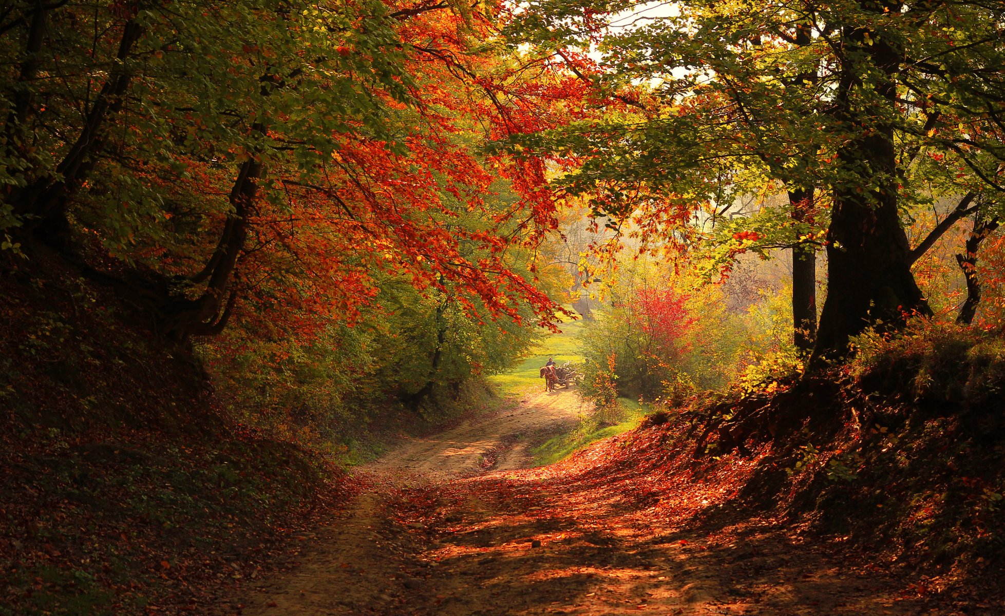 herbst wald straße bäume pferd wagen