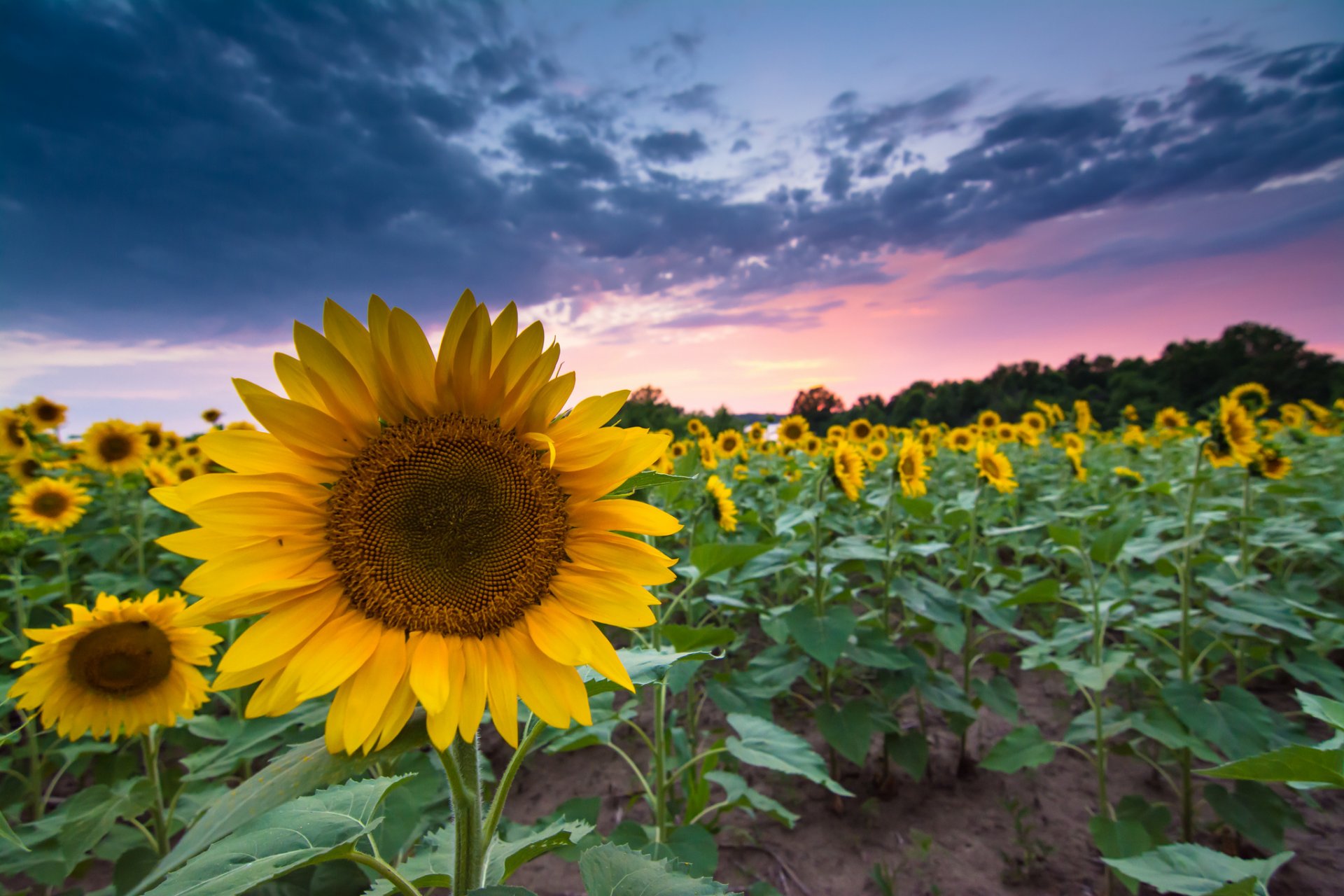 girasoles campo verano tarde puesta de sol cielo nubes