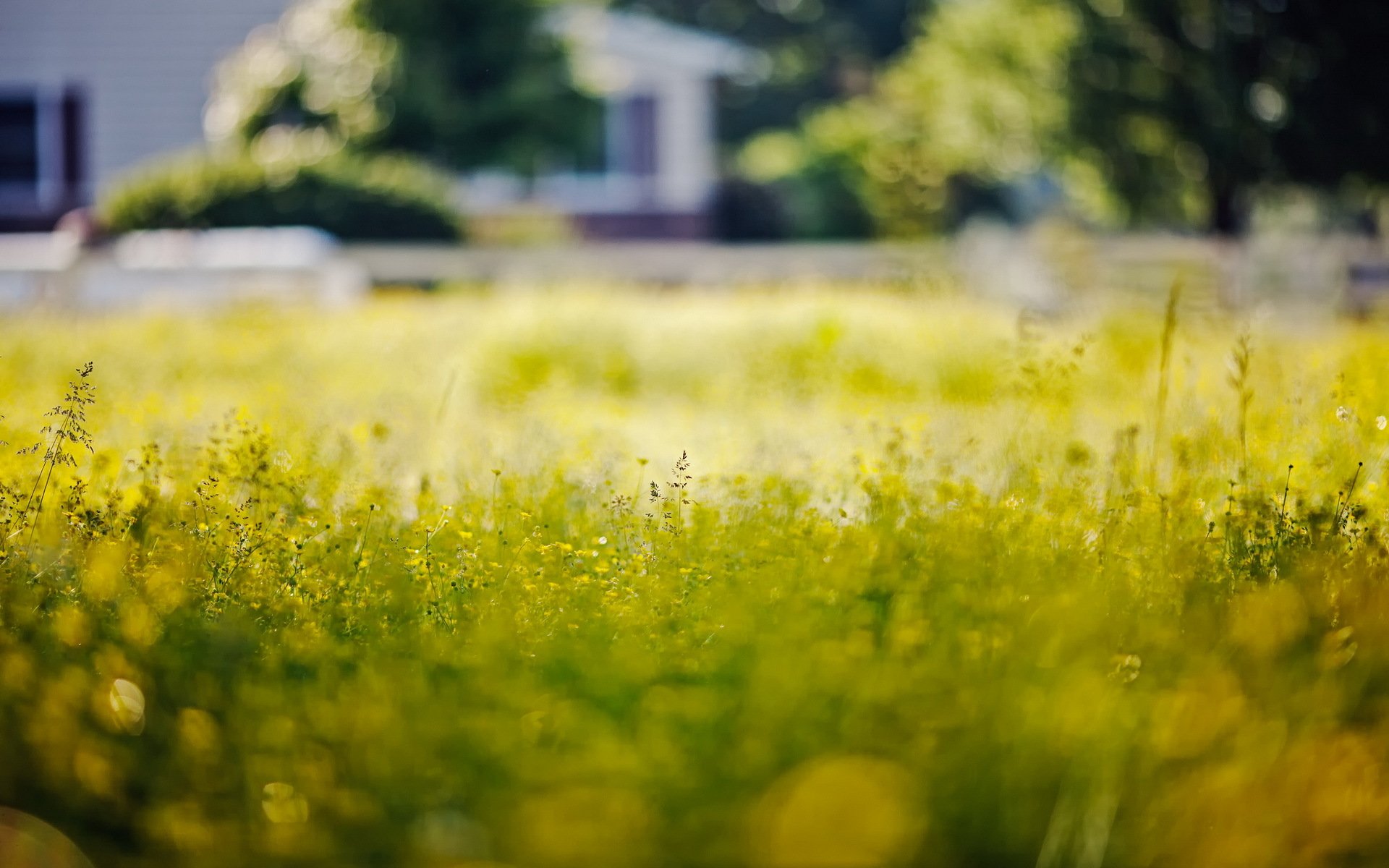 herbe nature été gros plan