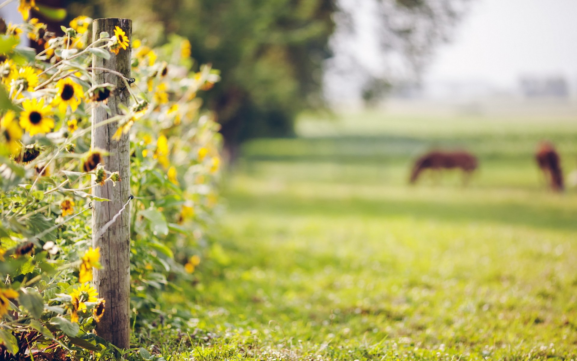 ummer the field fence flower nature