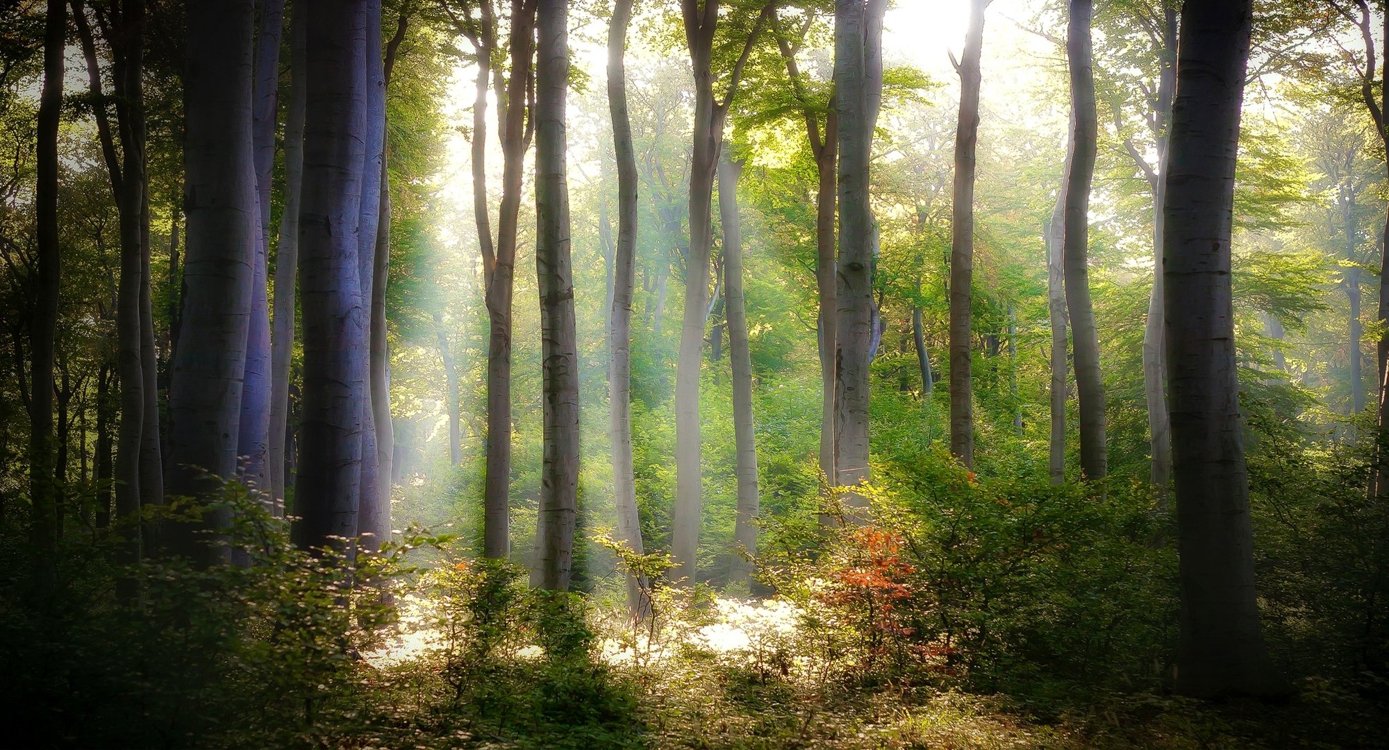 forêt feuillage arbres buissons feuilles vert nature lumière