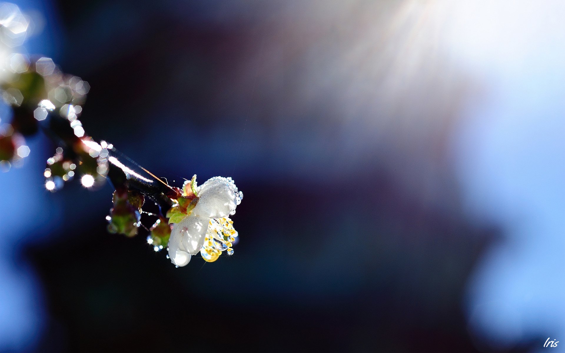 flor rama gotas sol primavera árbol frutal