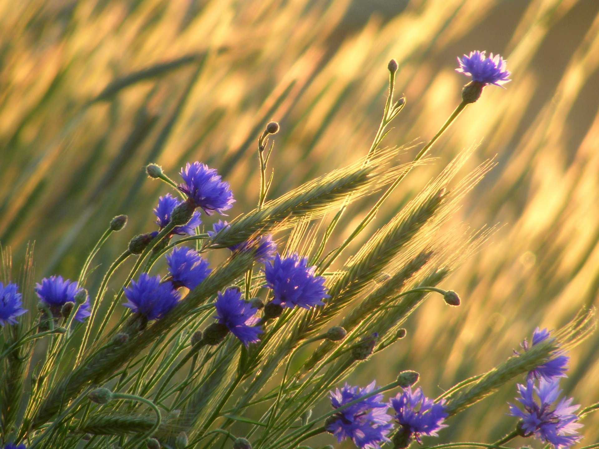 campo trigo espigas flores aciano