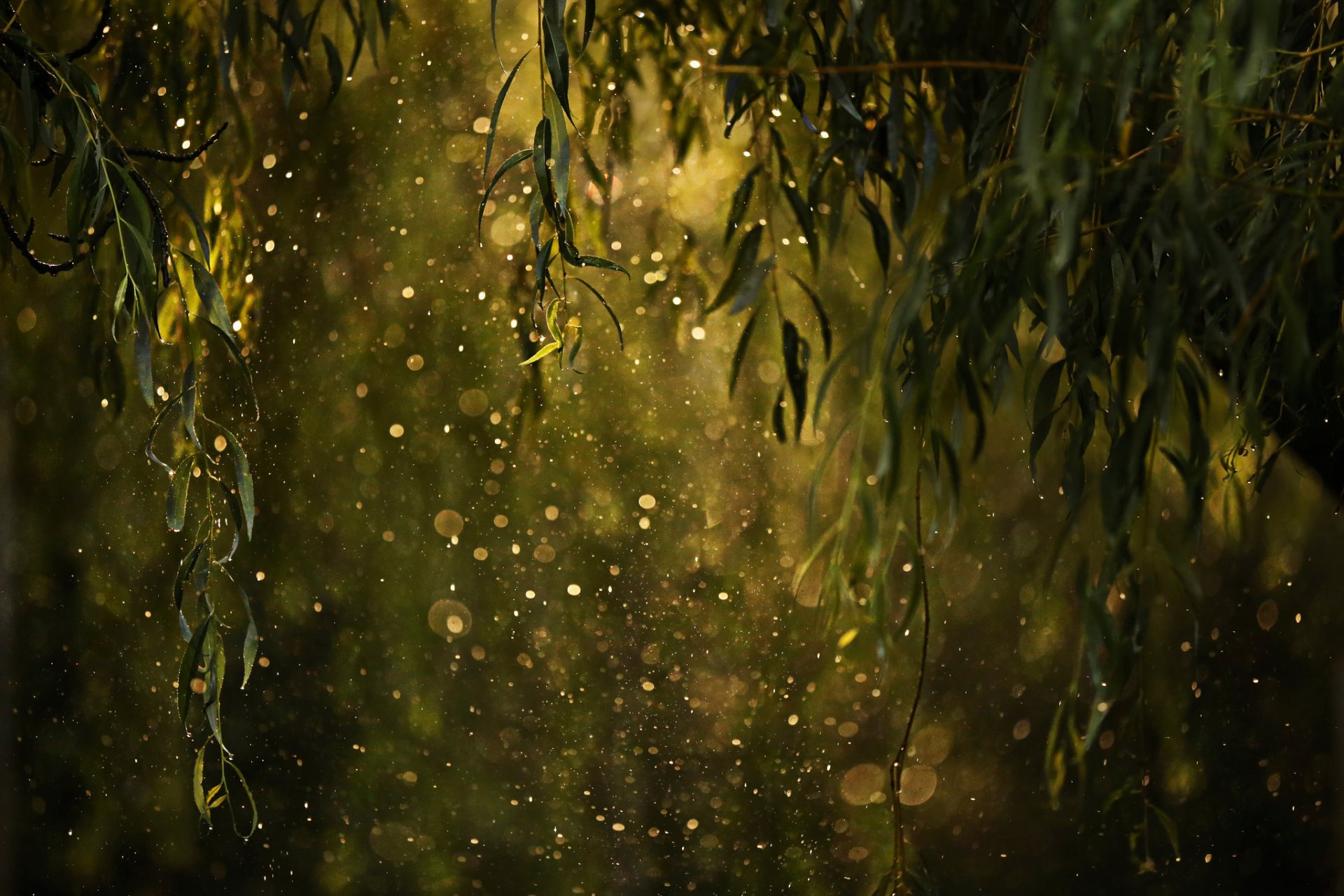 leaves drops reflection