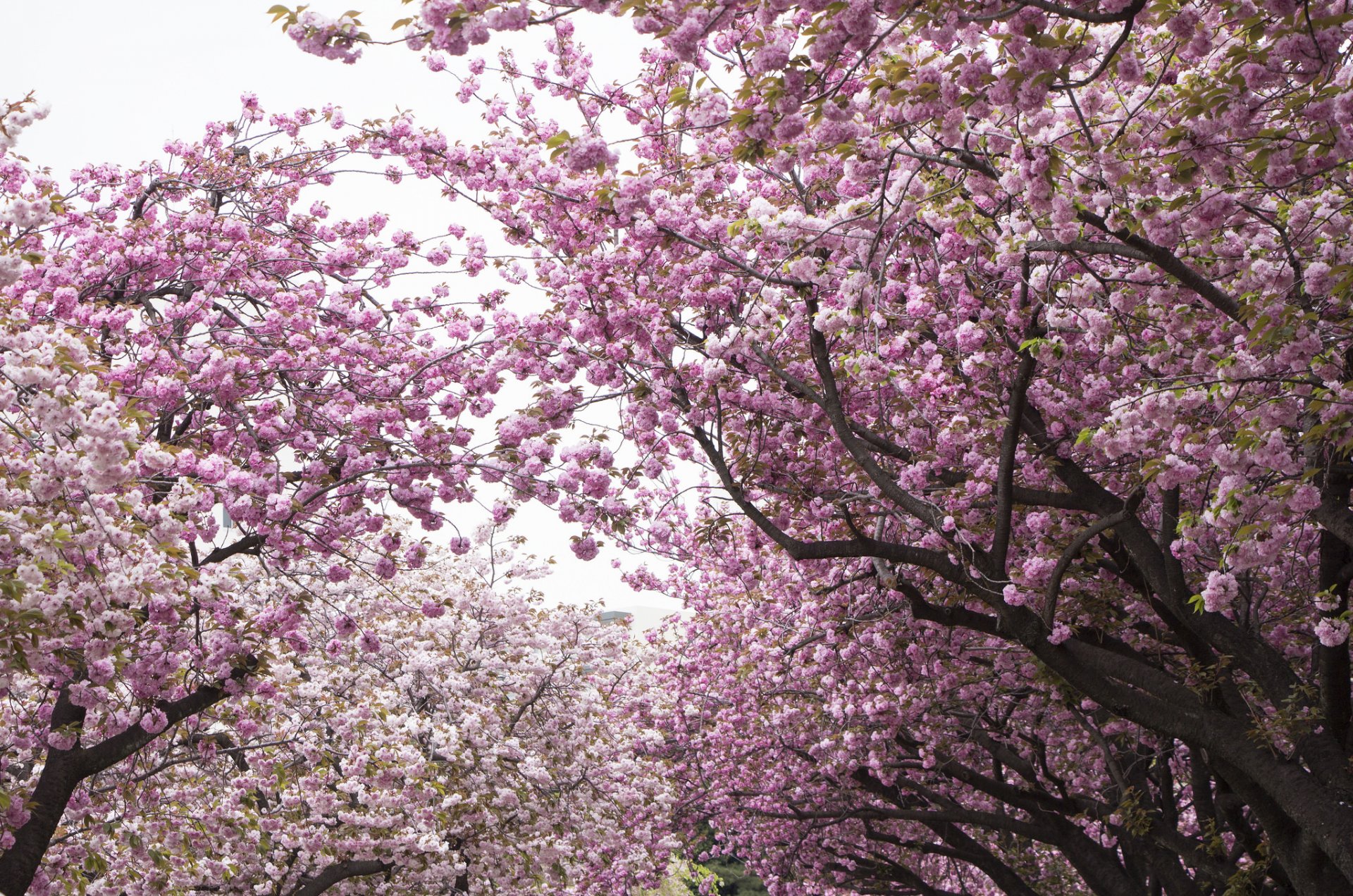 parque árboles cerezo sakura floración