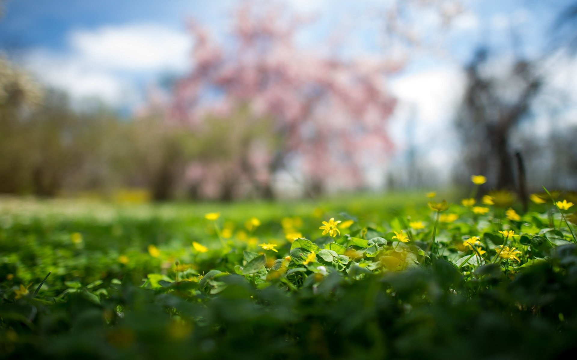 naturaleza verano flores