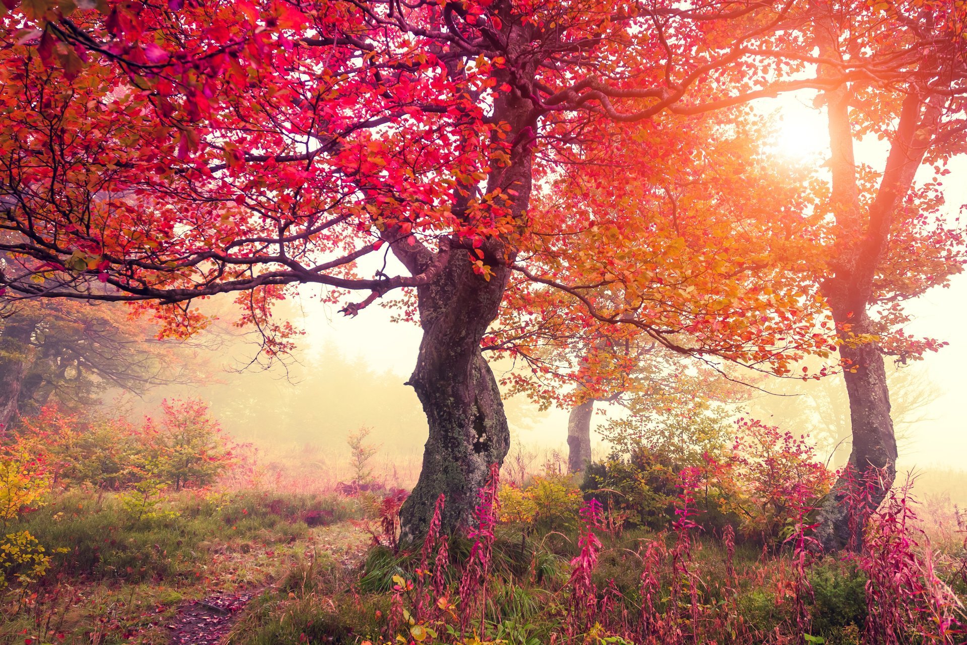 wald bäume blumen laub herbst