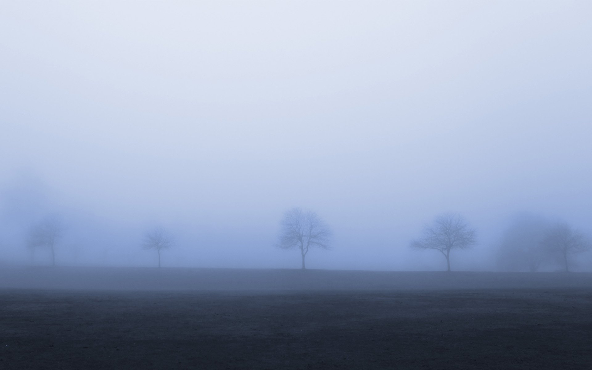 bäume nebel düster herbst