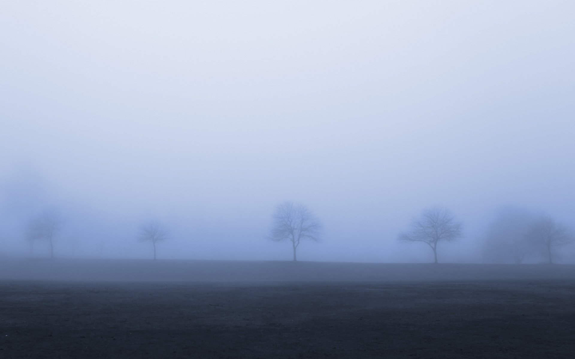 árboles niebla sombrío otoño