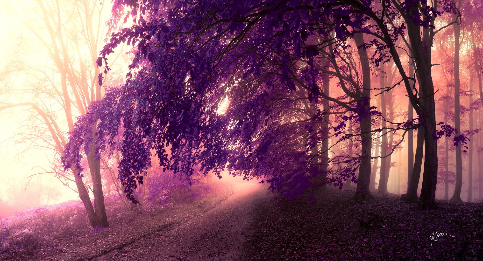 forêt route arbres couronne feuilles violet