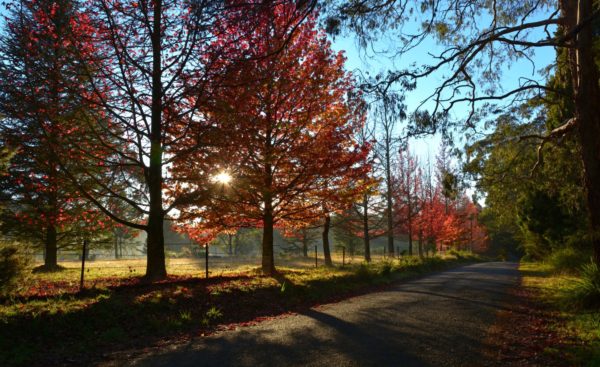 cielo sol puesta de sol rayos carretera árboles otoño