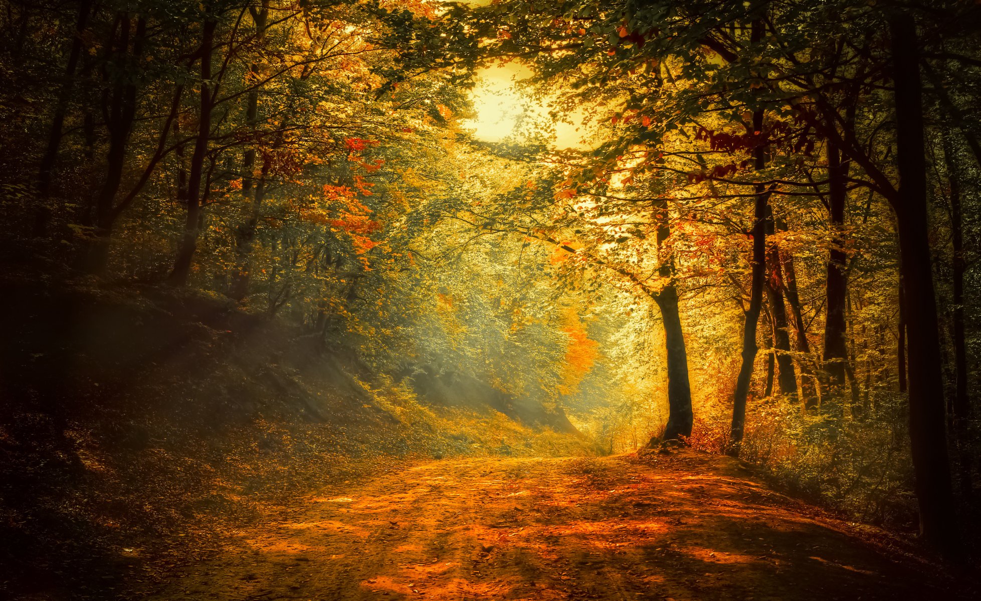 herbst wald straße bäume