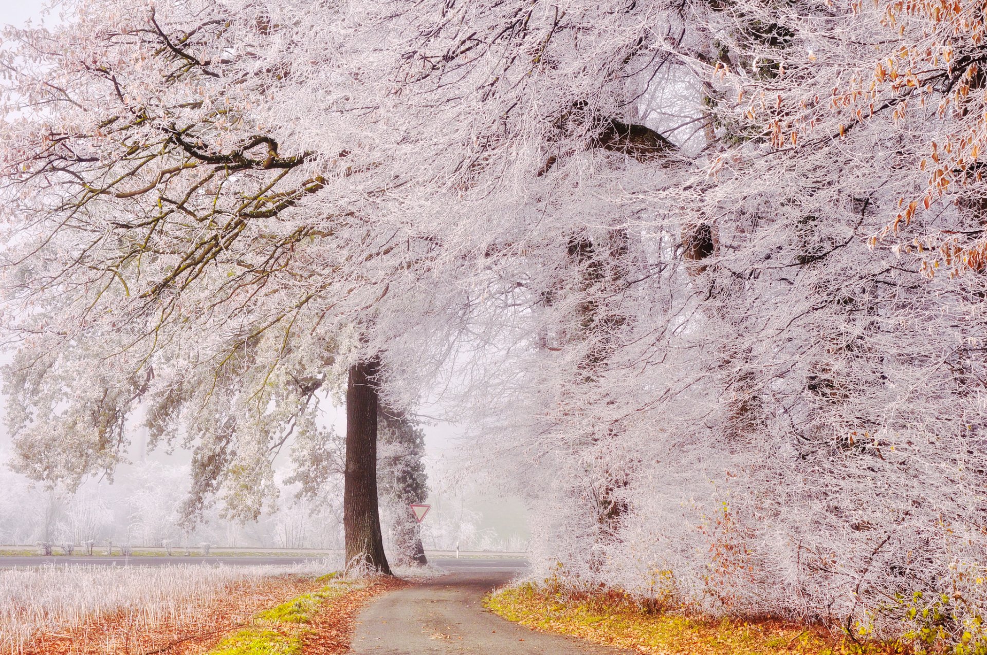 park straße bäume frost herbst